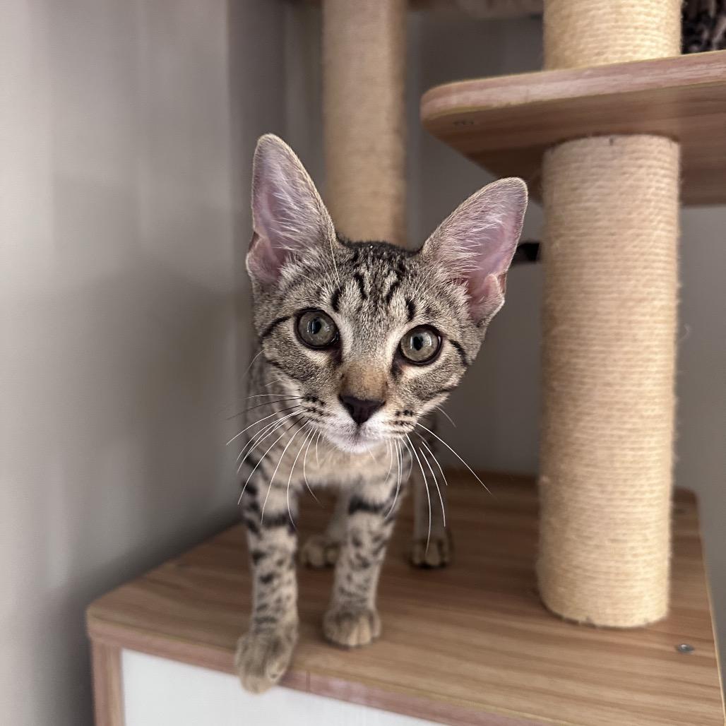 Enlarge Hank, a Adoptable Domestic Short Hair in Huntsville, AL image 2/6
