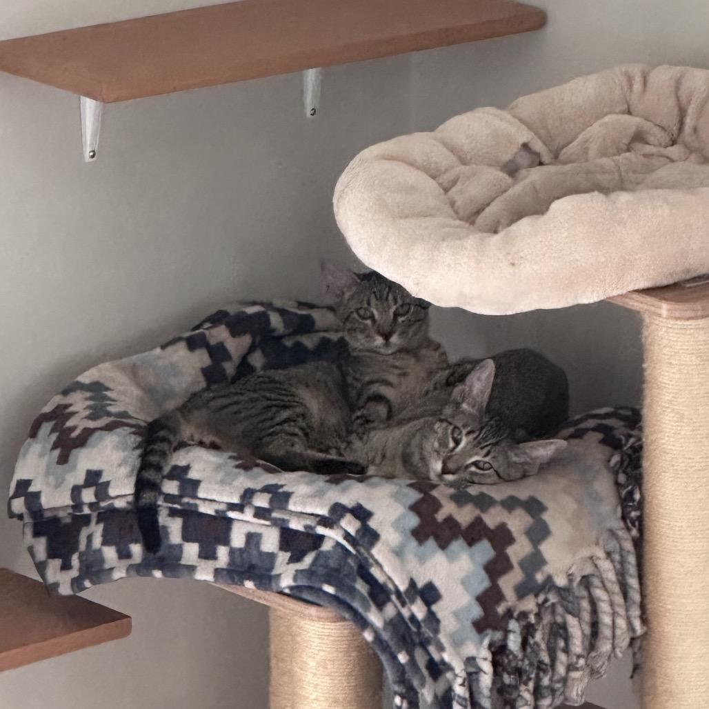 Enlarge Hank, a Adoptable Domestic Short Hair in Huntsville, AL image 3/6