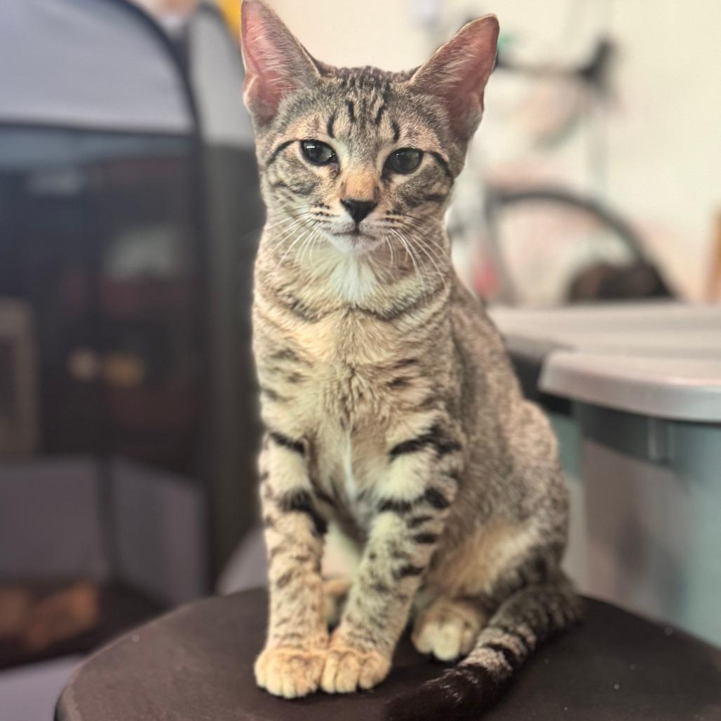 Hank, Adoptable, Kitten Male Domestic Short Hair.