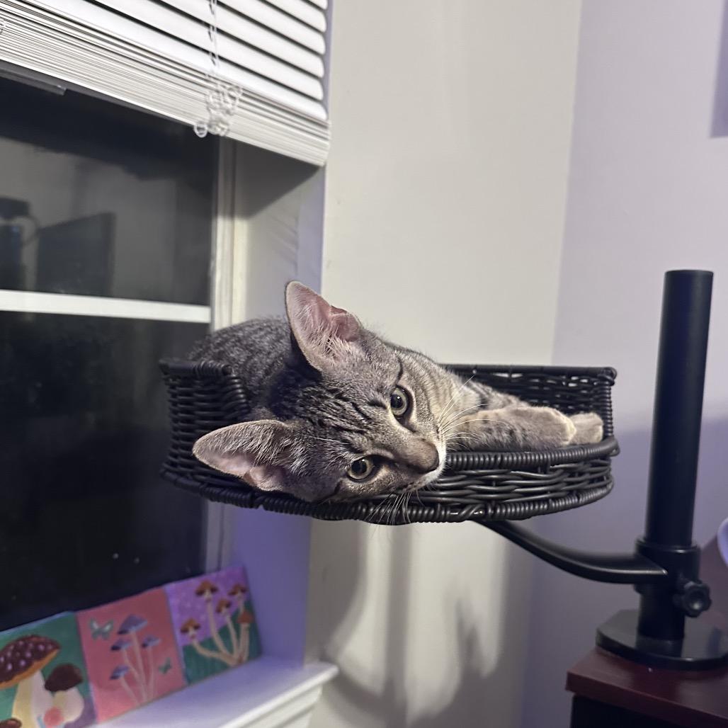 Enlarge Hank, a Adoptable Domestic Short Hair in Huntsville, AL image 5/6