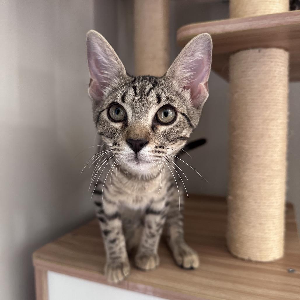 Enlarge Hank, a Adoptable Domestic Short Hair in Huntsville, AL image 6/6