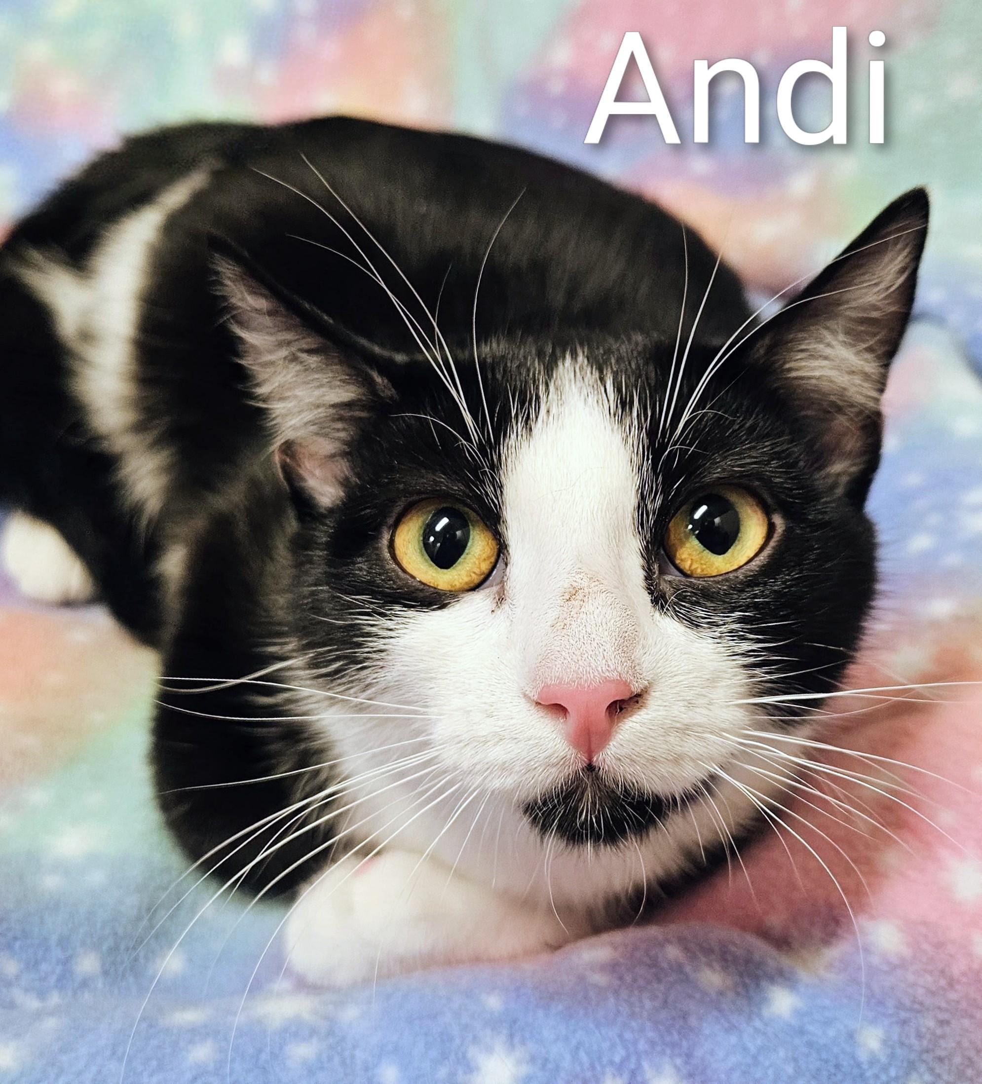 Andi - Rancho Cucamonga PetSmart, Adopted, Young Female Domestic Short Hair.