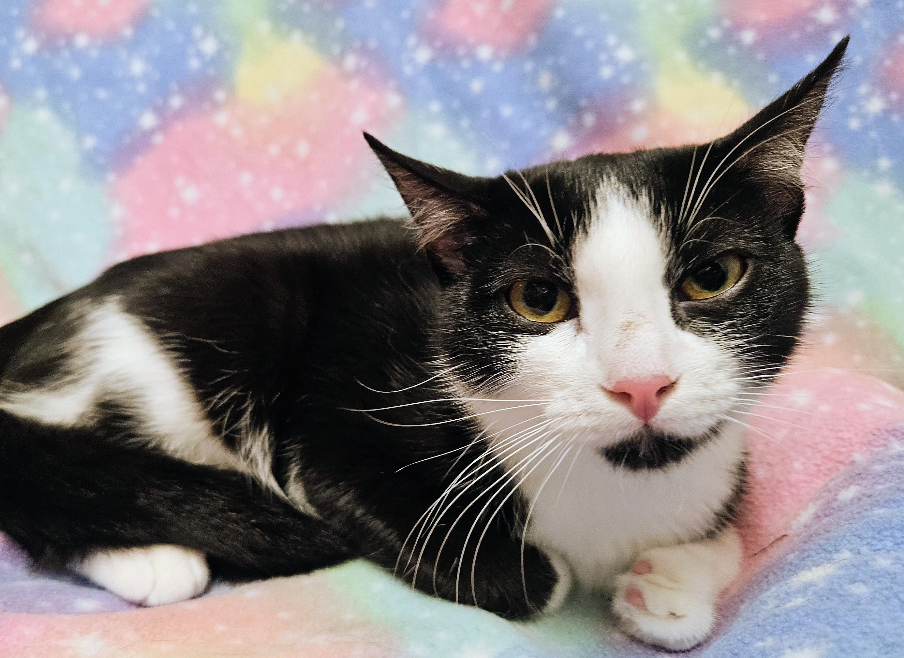 Enlarge Andi - Rancho Cucamonga PetSmart, a Adopted Domestic Short Hair in Rancho Cucamonga, CA image 3/5