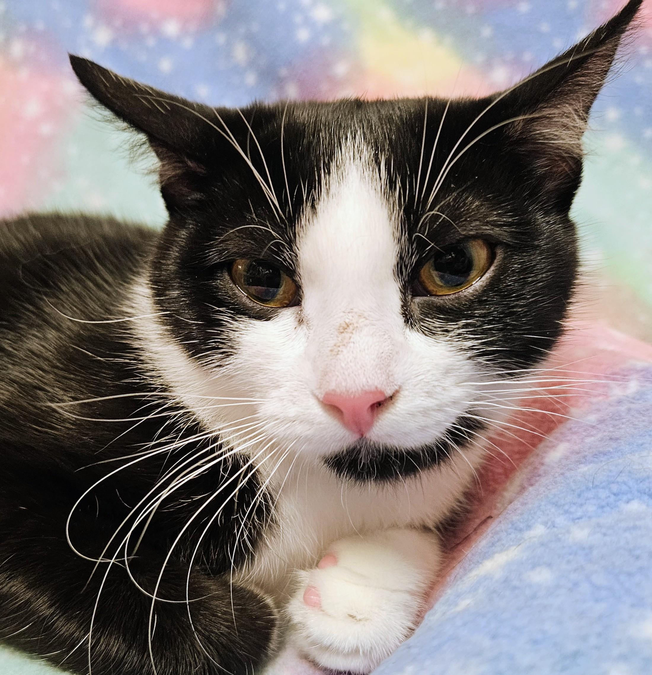 Enlarge Andi - Rancho Cucamonga PetSmart, a Adopted Domestic Short Hair in Rancho Cucamonga, CA image 4/5