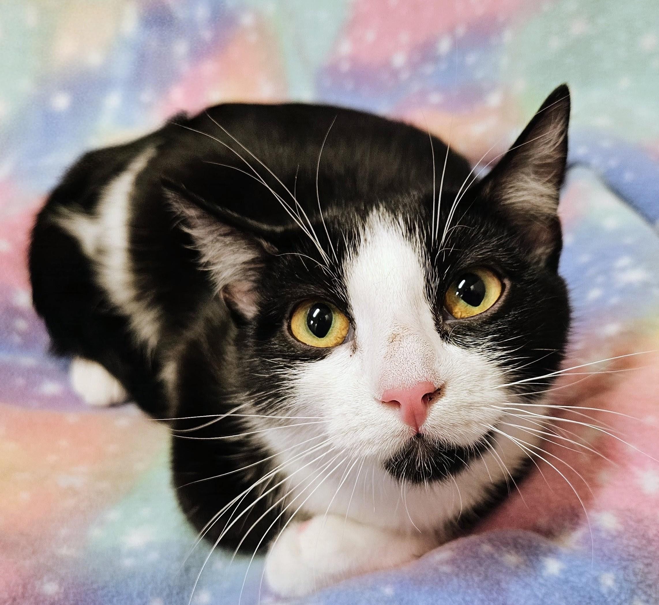 Enlarge Andi - Rancho Cucamonga PetSmart, a Adopted Domestic Short Hair in Rancho Cucamonga, CA image 2/5