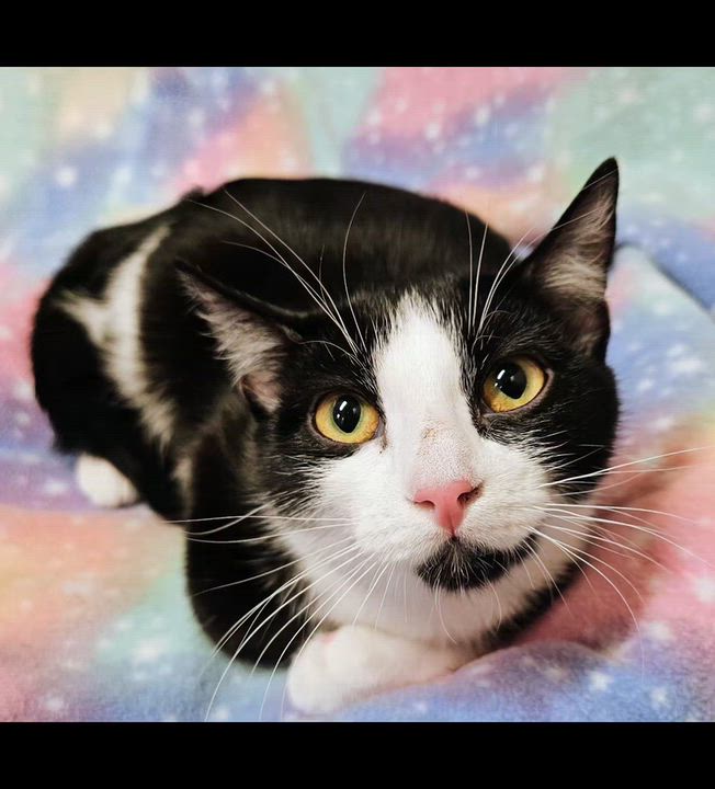 Enlarge Andi - Rancho Cucamonga PetSmart, a Adopted Domestic Short Hair in Rancho Cucamonga, CA video 5/5