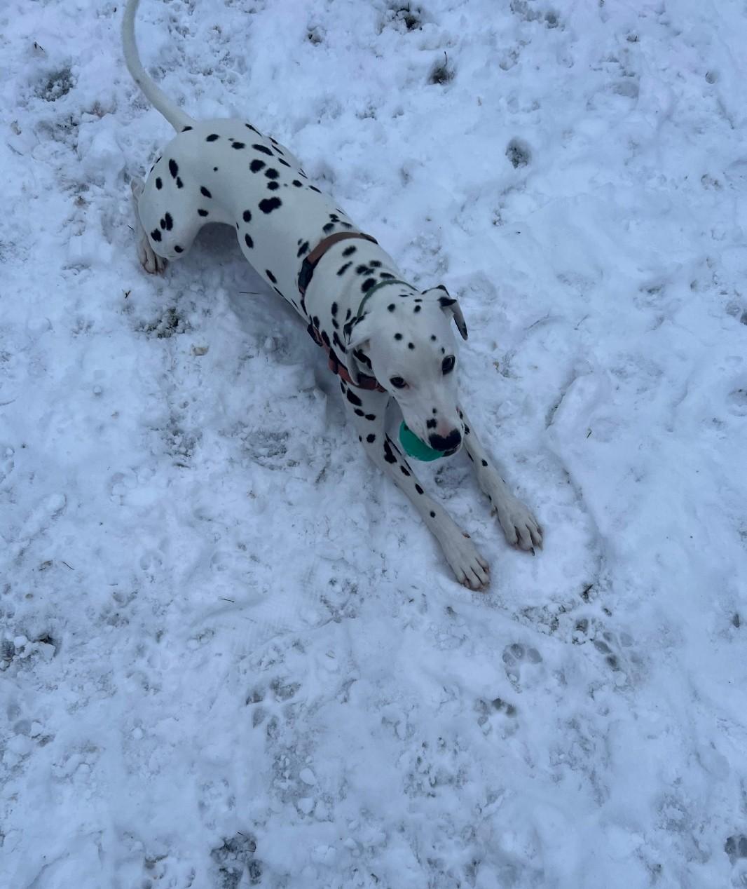 Enlarge Slider-Boston, MA, a Adoptable Dalmatian in Boston, MA image 2/6