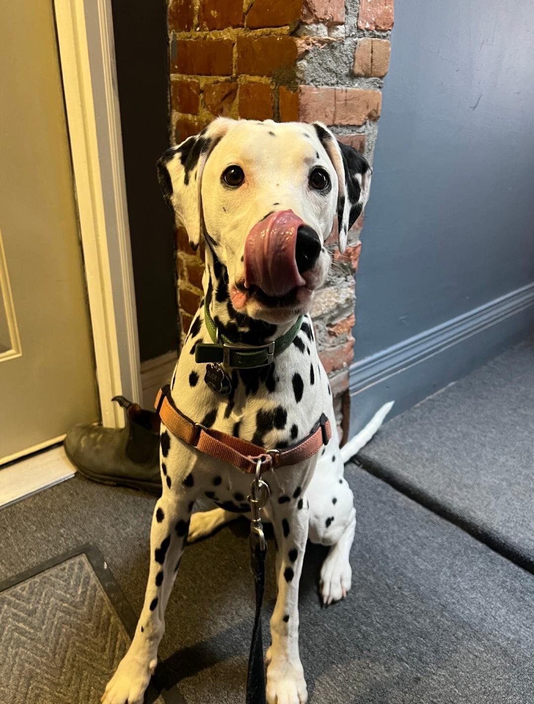 Slider-Boston, MA, Adoptable, Adult Male Dalmatian.