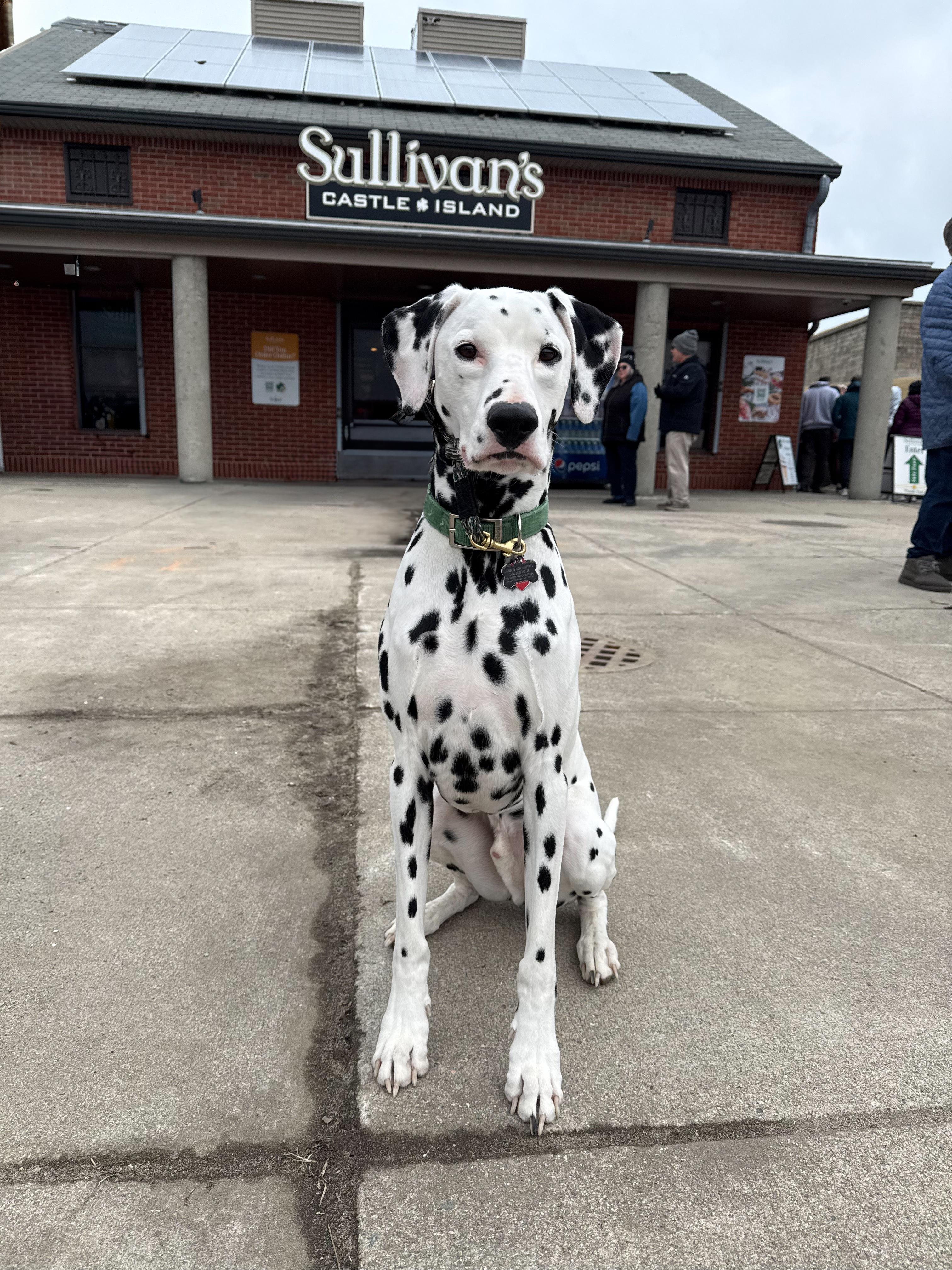 Slider-Boston, MA, a Adoptable Dalmatian in Boston, MA image 1/6
