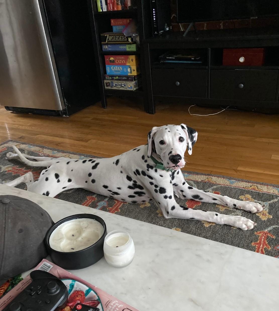 Enlarge Slider-Boston, MA, a Adoptable Dalmatian in Boston, MA image 3/6