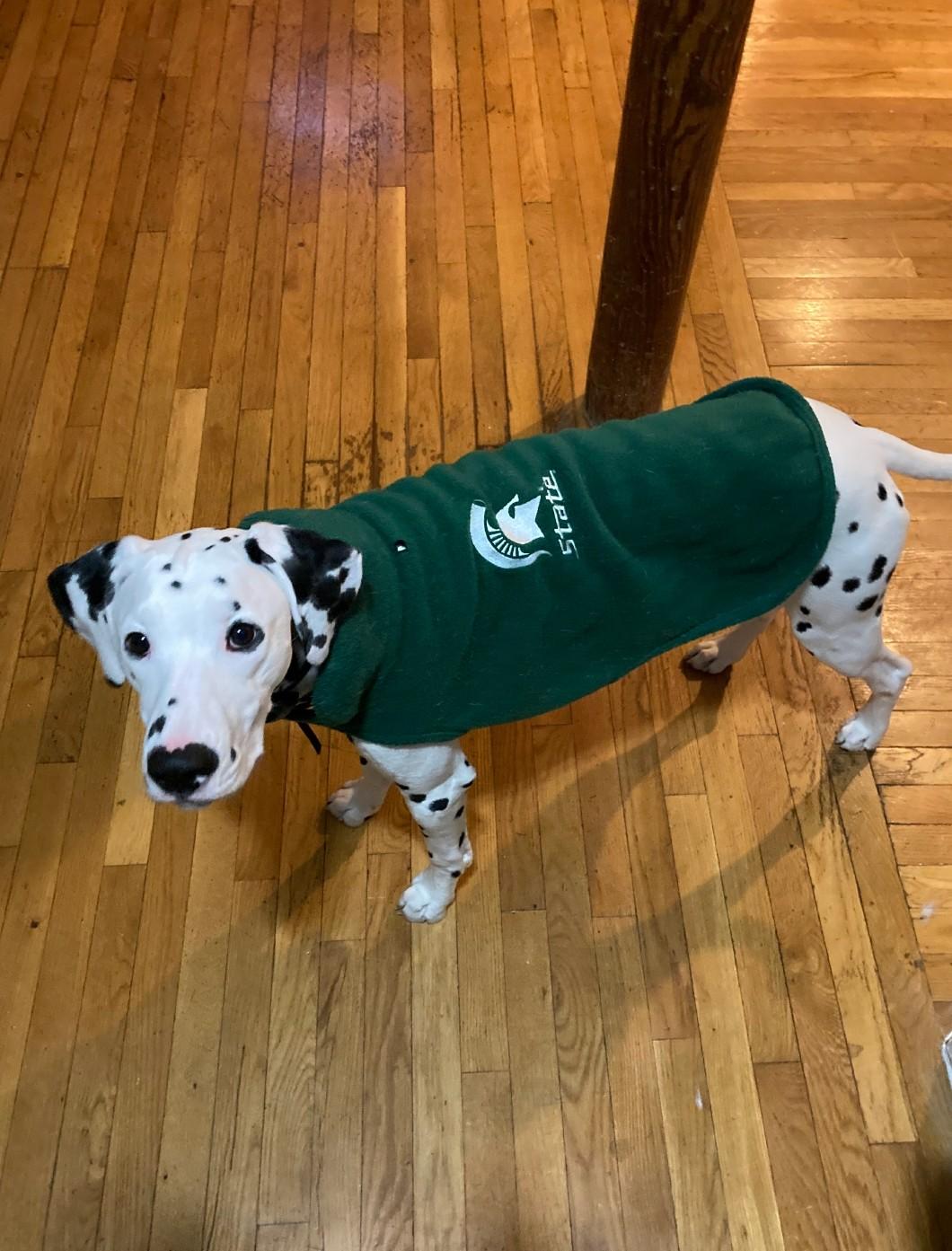 Slider-Boston, MA, Adoptable, Adult Male Dalmatian.