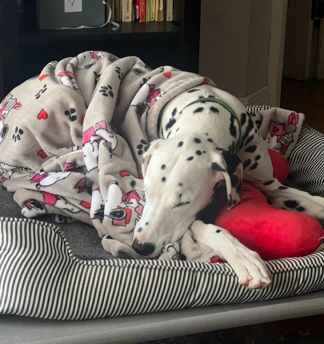 Enlarge Slider-Boston, MA, a Adoptable Dalmatian in Boston, MA image 5/6