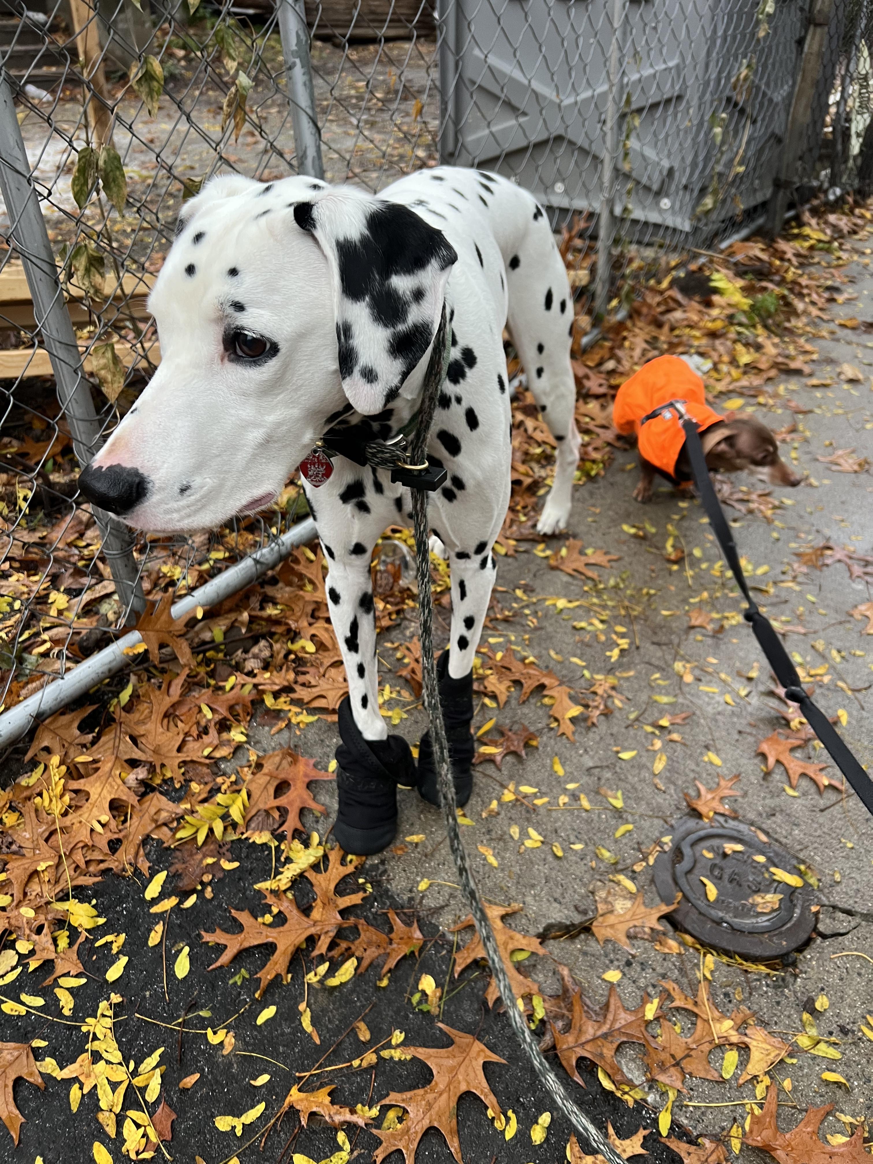 Slider-Boston, MA, a Adoptable Dalmatian in Boston, MA image 3/6