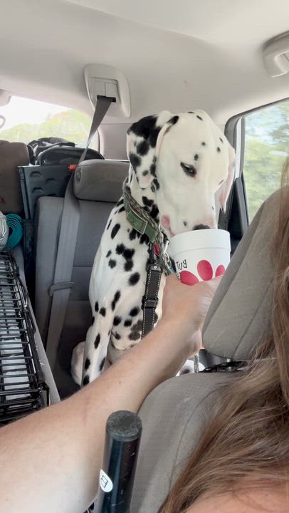 Enlarge Slider-Boston, MA, a Adoptable Dalmatian in Boston, MA video 6/6