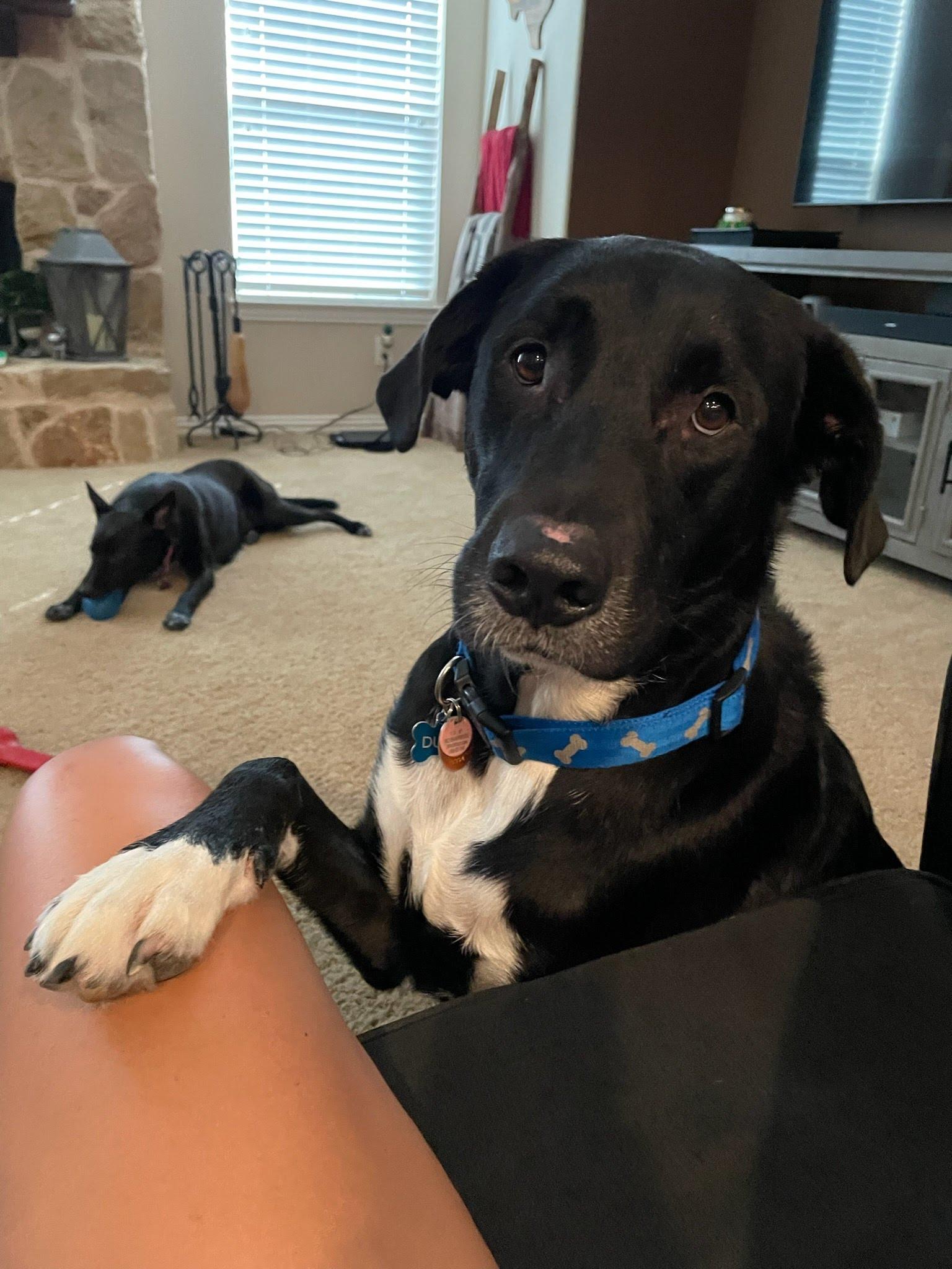 Duke, Adopted, Adult Male Black Labrador Retriever & Great Dane.