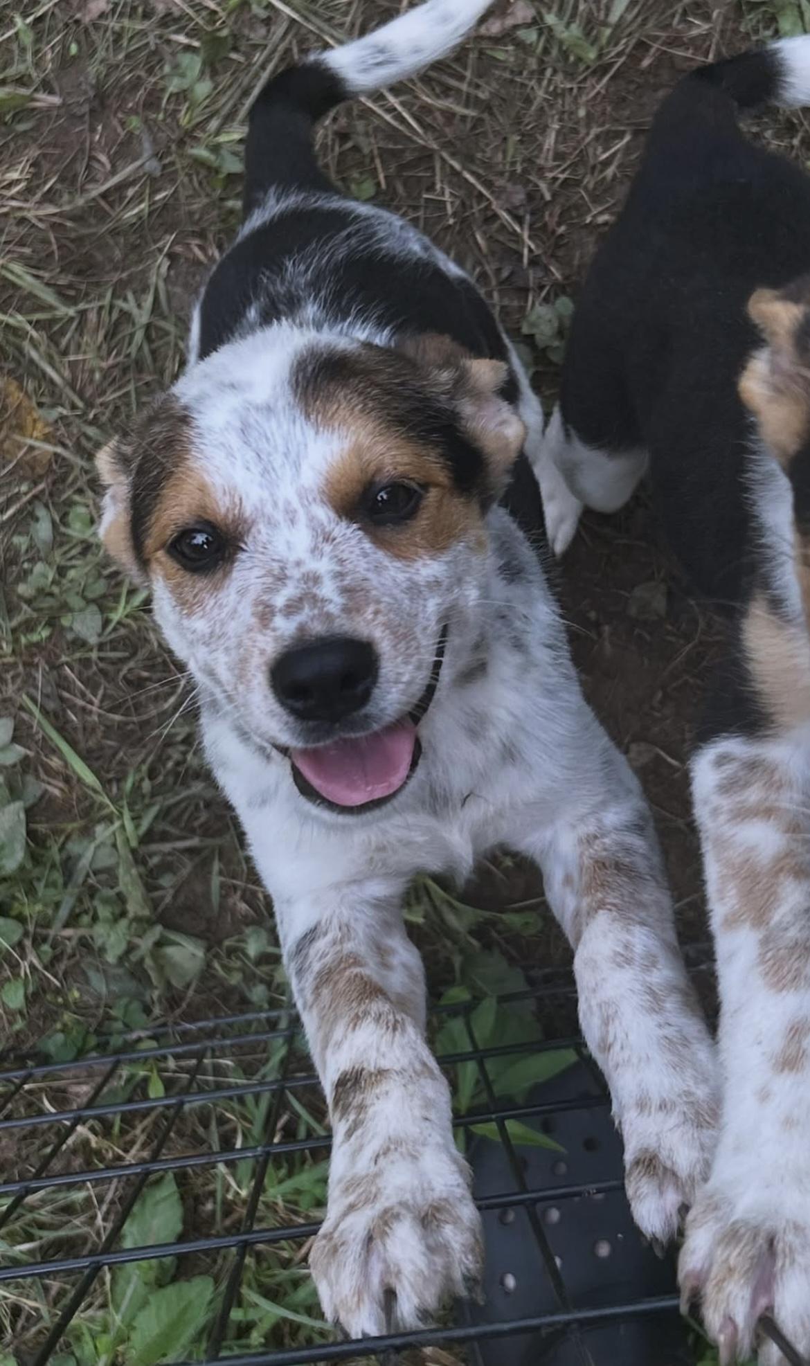 Enlarge Zara, an adopted mixed breed in West Falls, NY image 2/3