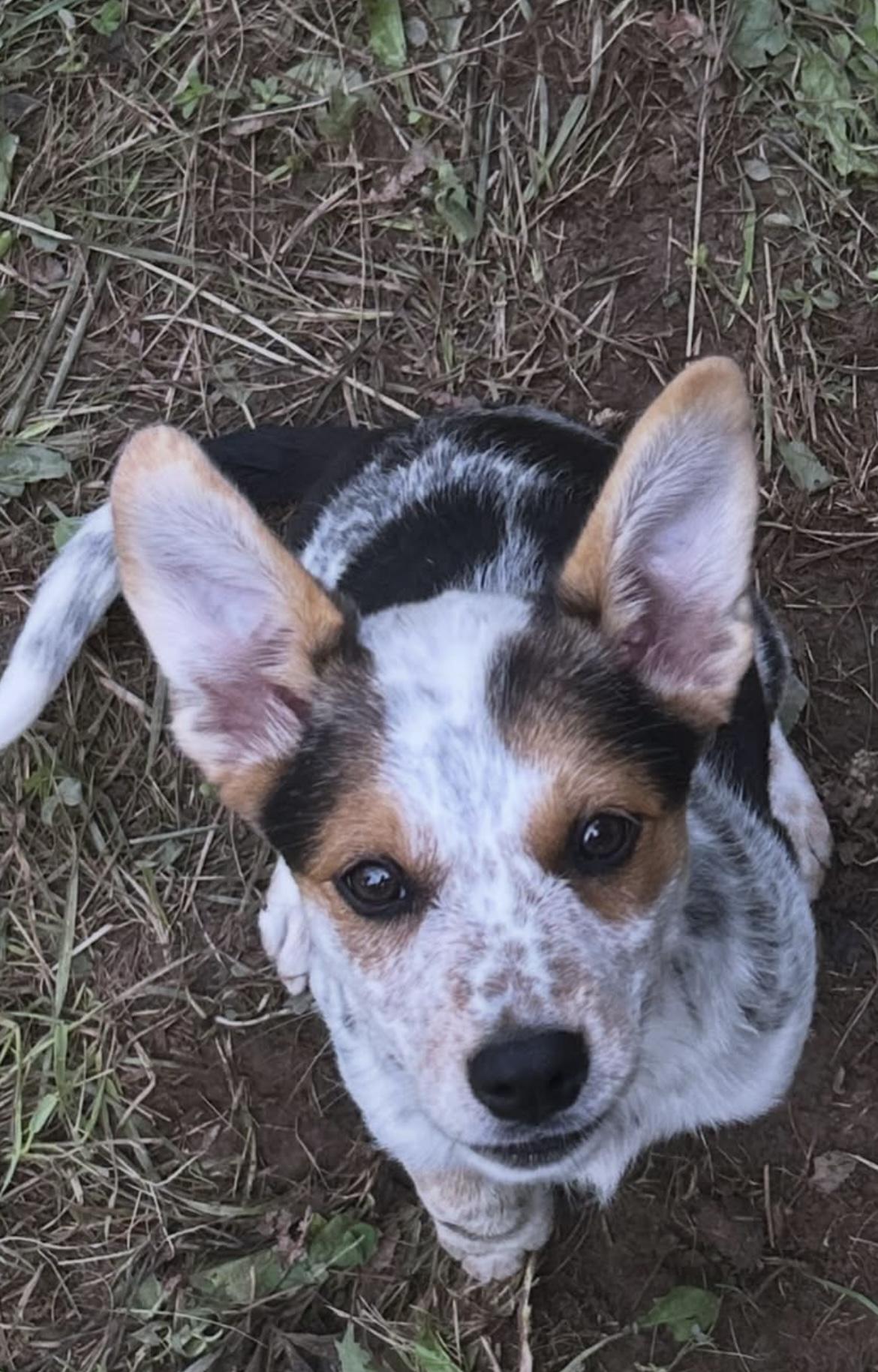 Zara, adopted, Puppy Female Australian Cattle Dog / Blue Heeler.