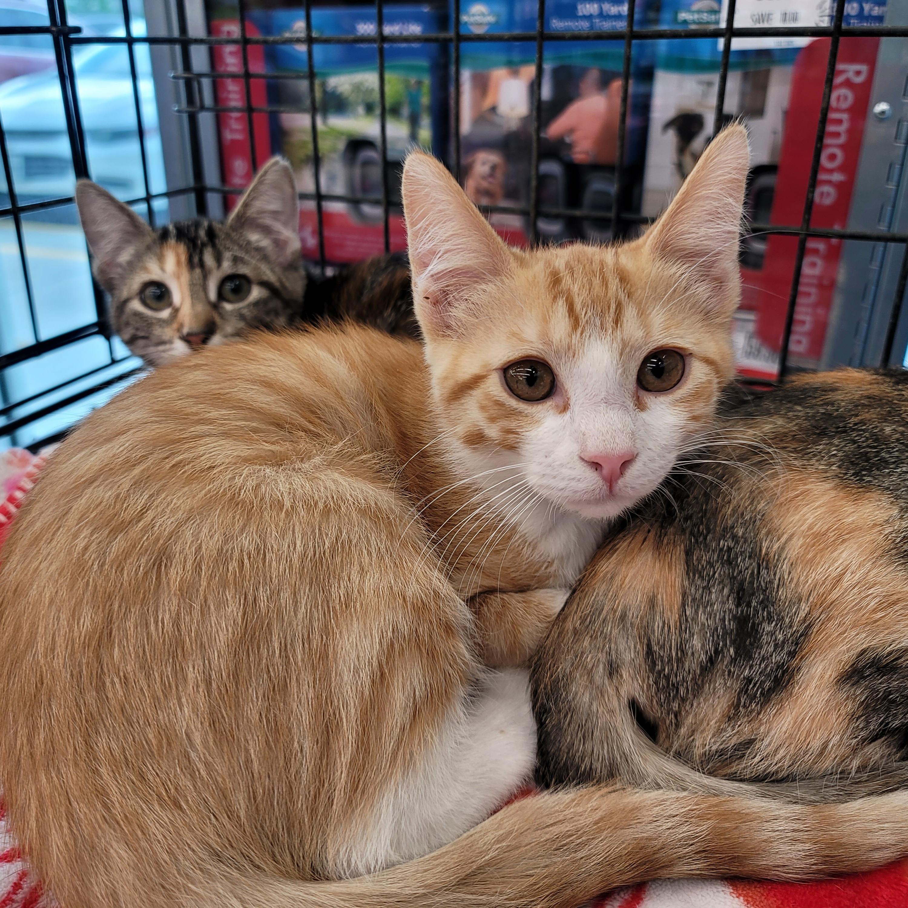 Enlarge Pippa (Adoption Fee Waived), a Adopted Domestic Short Hair in Alvin, TX image 3/6