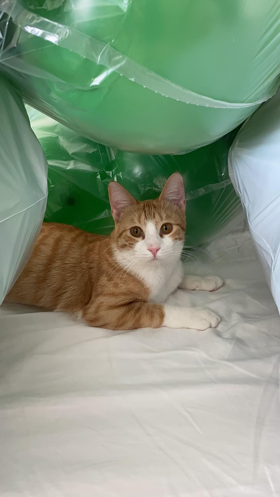 Enlarge Pippa (Adoption Fee Waived), a Adopted Domestic Short Hair in Alvin, TX image 4/6
