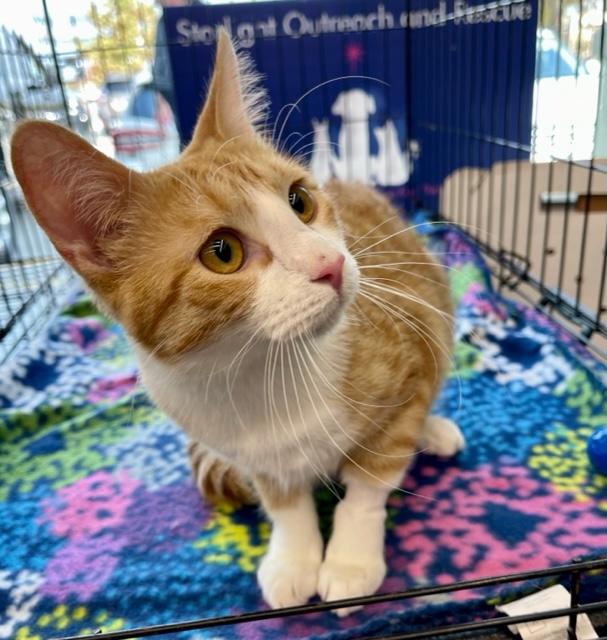 Enlarge Pippa (Adoption Fee Waived), a Adopted Domestic Short Hair in Alvin, TX image 6/6
