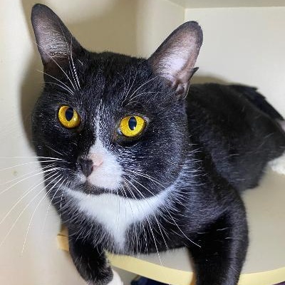 BUBBA, Adoptable, Adult Male Domestic Short Hair.