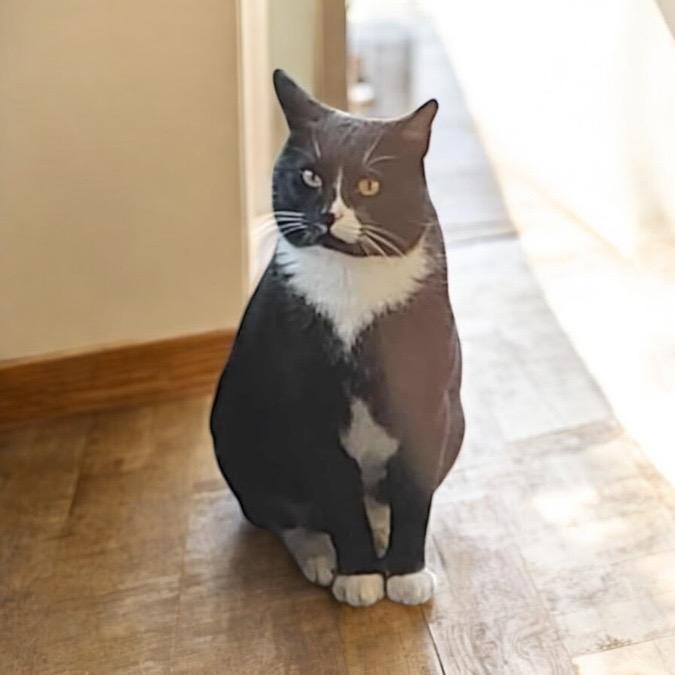Enlarge BUBBA, a Adoptable Domestic Short Hair in Graham, WA image 2/3