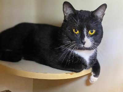 Enlarge BUBBA, a Adoptable Domestic Short Hair in Graham, WA image 3/3
