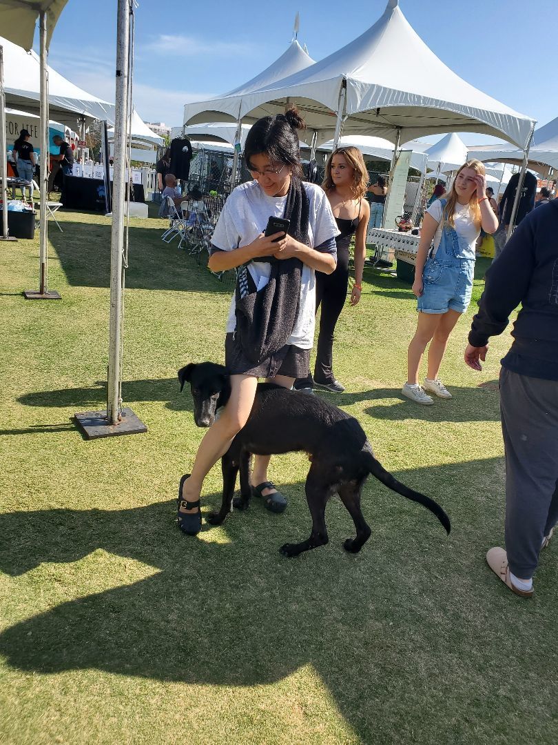 Miles Smiles, Adoptable, Young Male Black Labrador Retriever.
