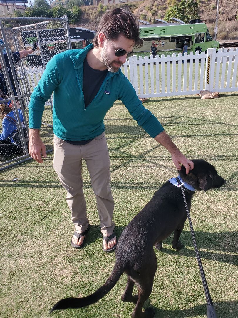 Miles Smiles, a Adoptable Black Labrador Retriever in Manhattan Beach, CA image 3/6