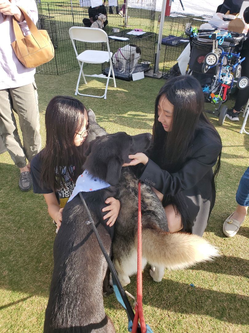 Miles Smiles, a Adoptable Black Labrador Retriever in Manhattan Beach, CA image 4/6