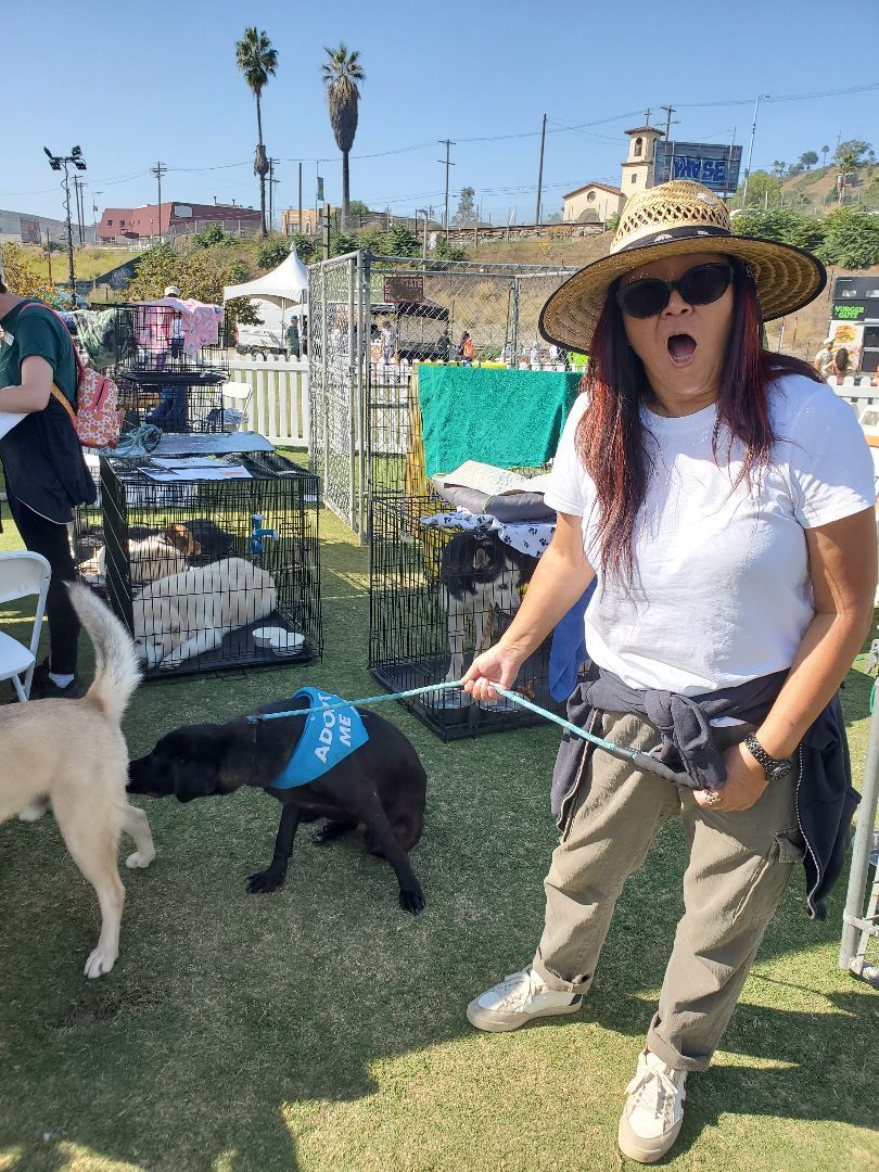 Miles Smiles, a Adoptable Black Labrador Retriever in Manhattan Beach, CA image 5/6