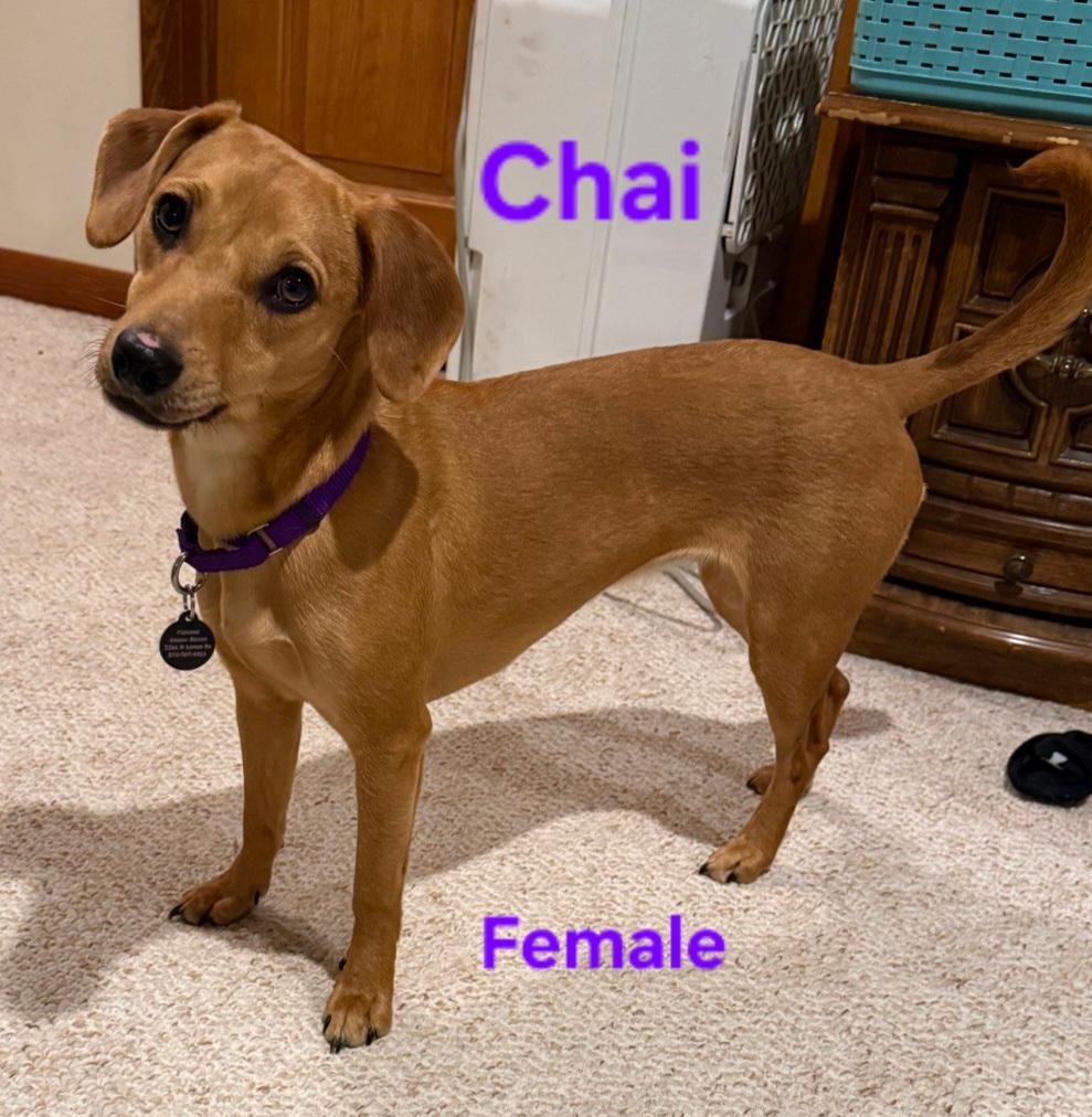 Chai — thumbnail 2