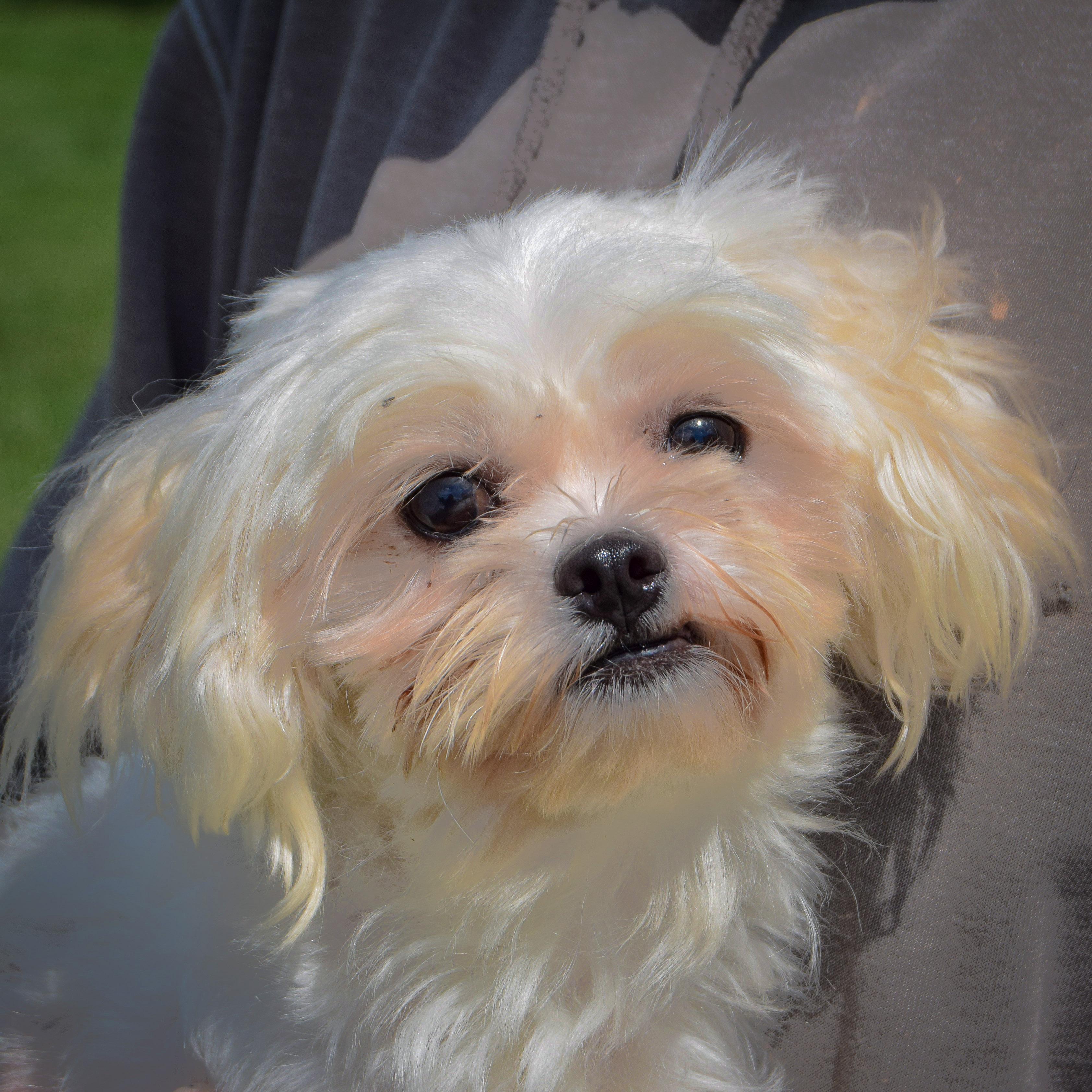 Enlarge Chopo, a Adopted mixed breed in Huntley, IL image 5/5