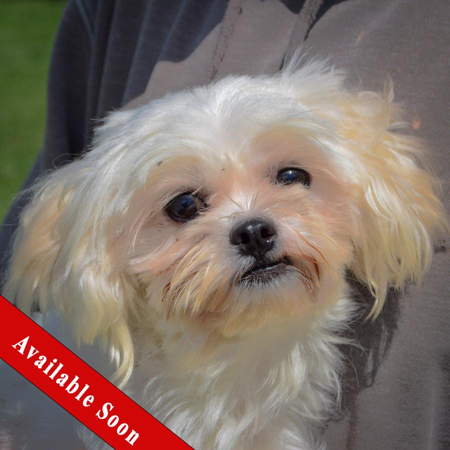 Chopo, Adopted, Young Male Maltese.