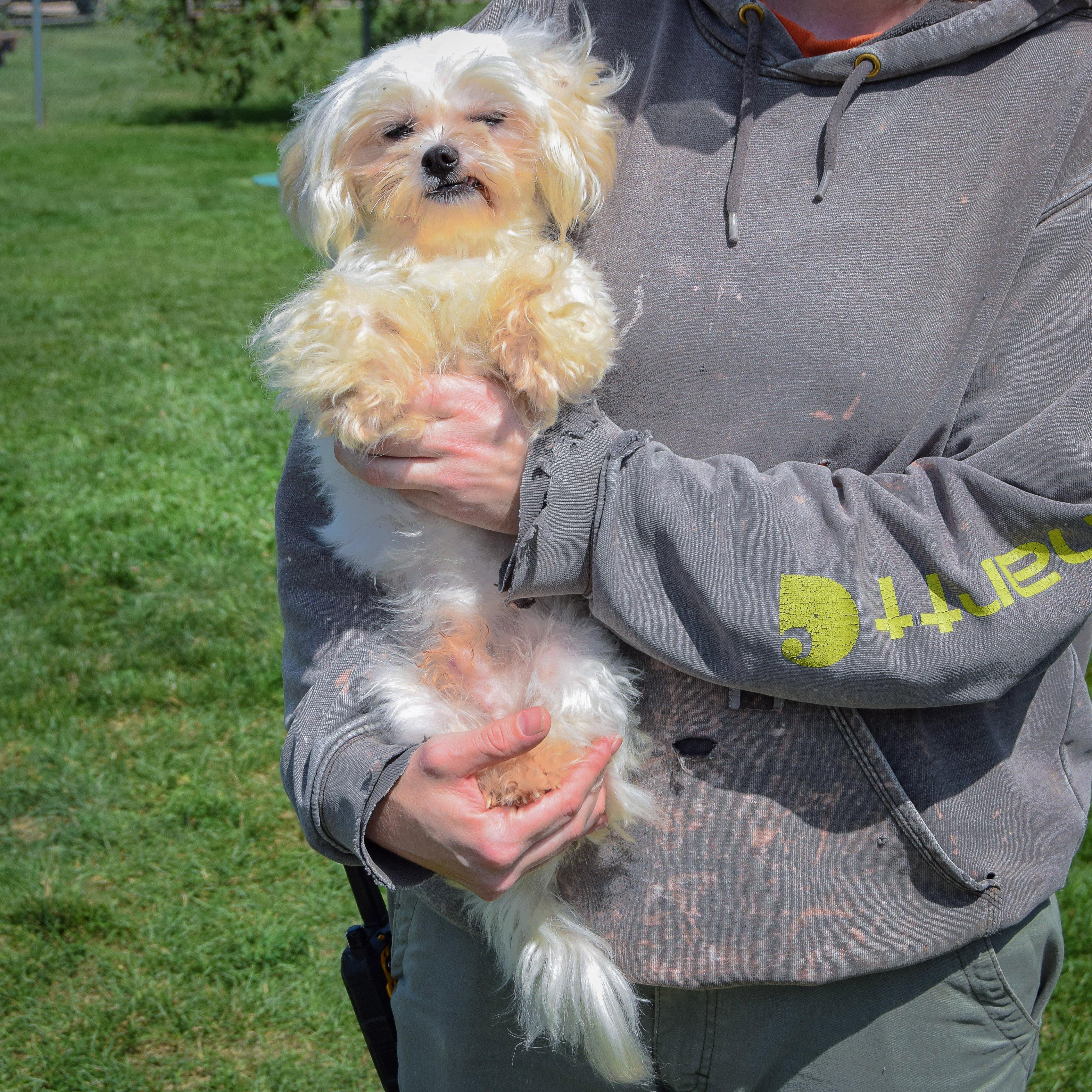 Enlarge Chopo, a Adopted mixed breed in Huntley, IL image 4/5