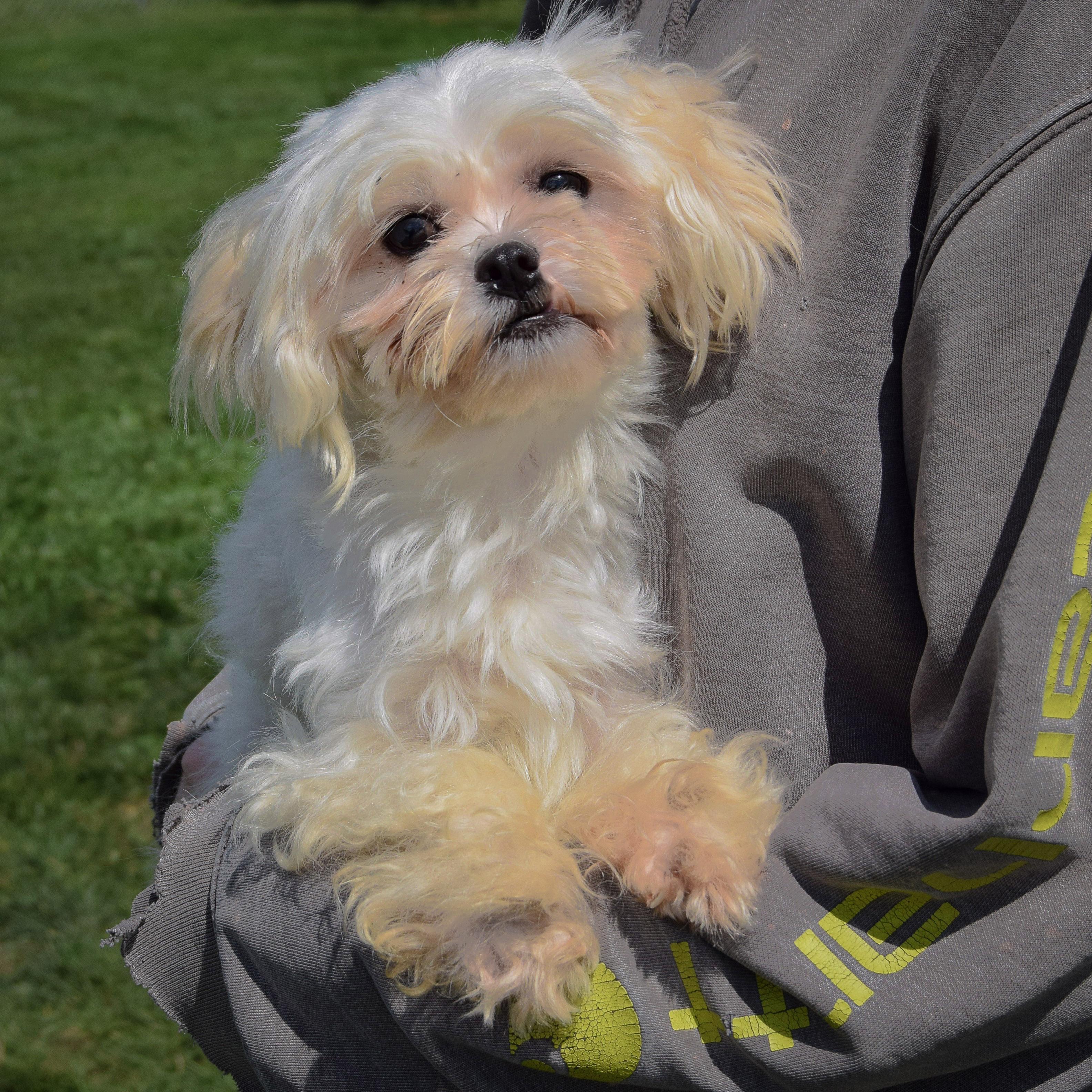 Enlarge Chopo, a Adopted mixed breed in Huntley, IL image 3/5