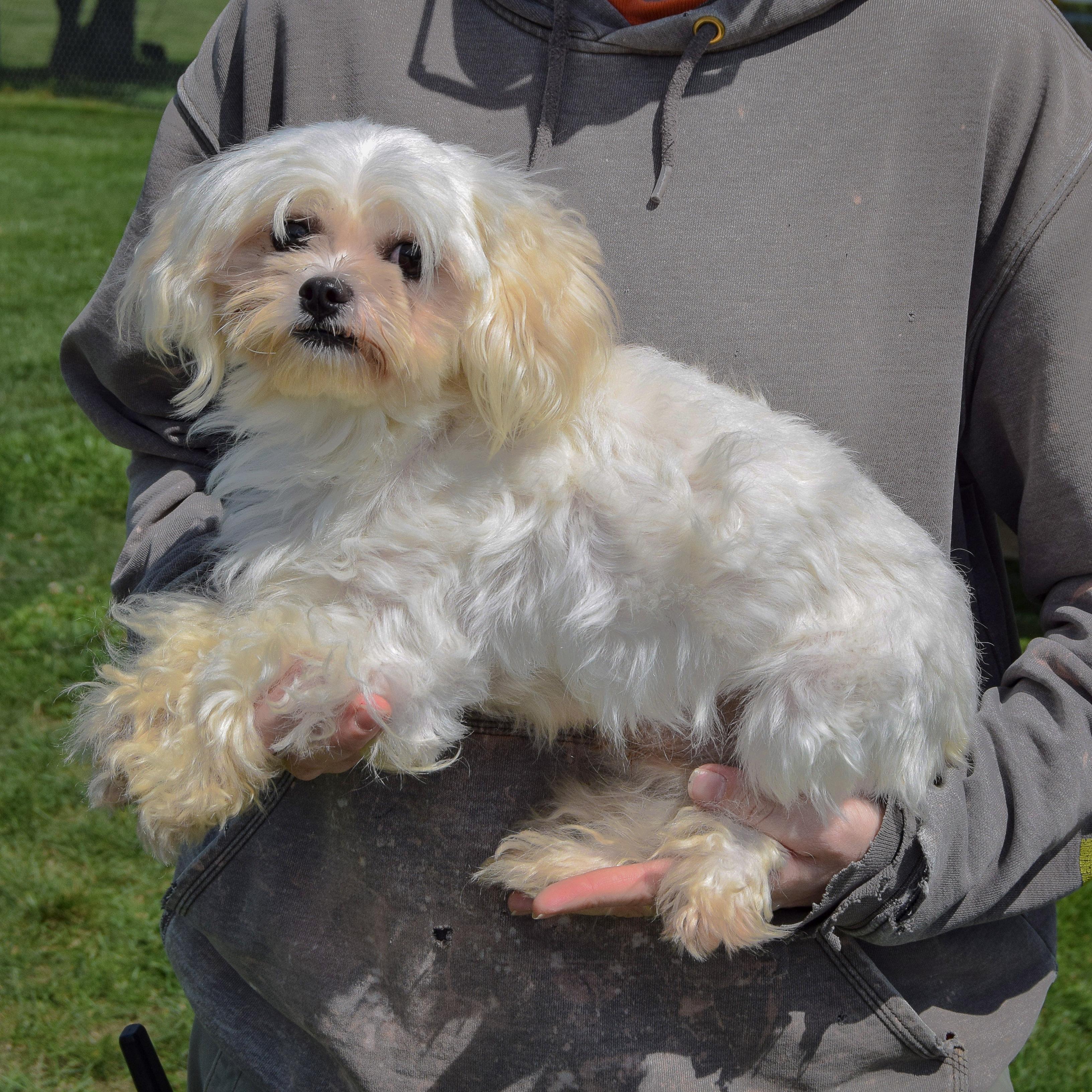 Enlarge Chopo, a Adopted mixed breed in Huntley, IL image 2/5