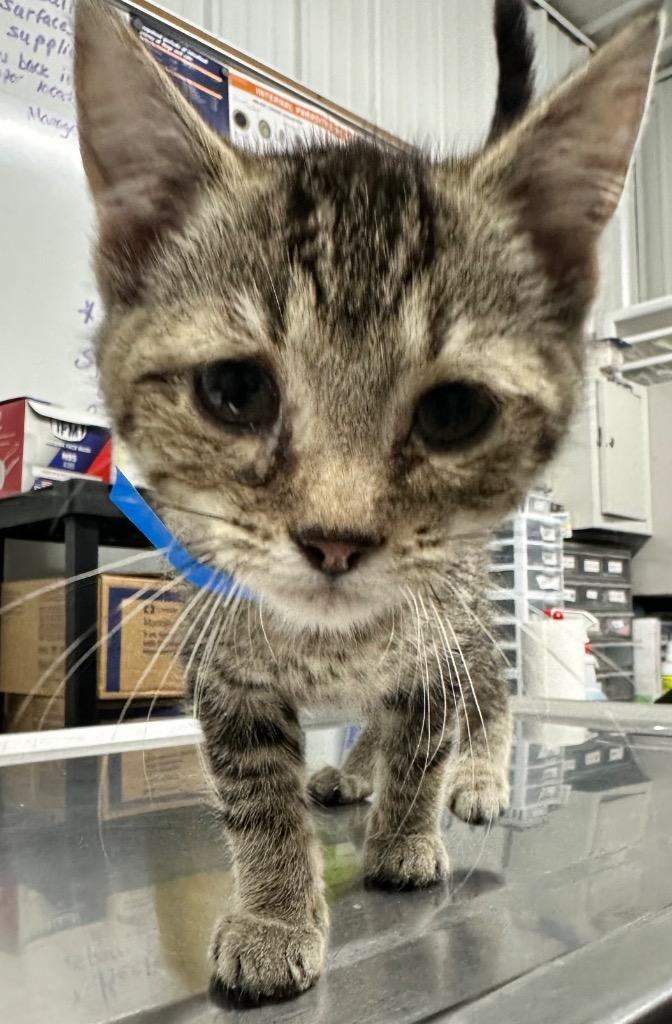 Bow, Adoptable, Kitten Male Domestic Short Hair.