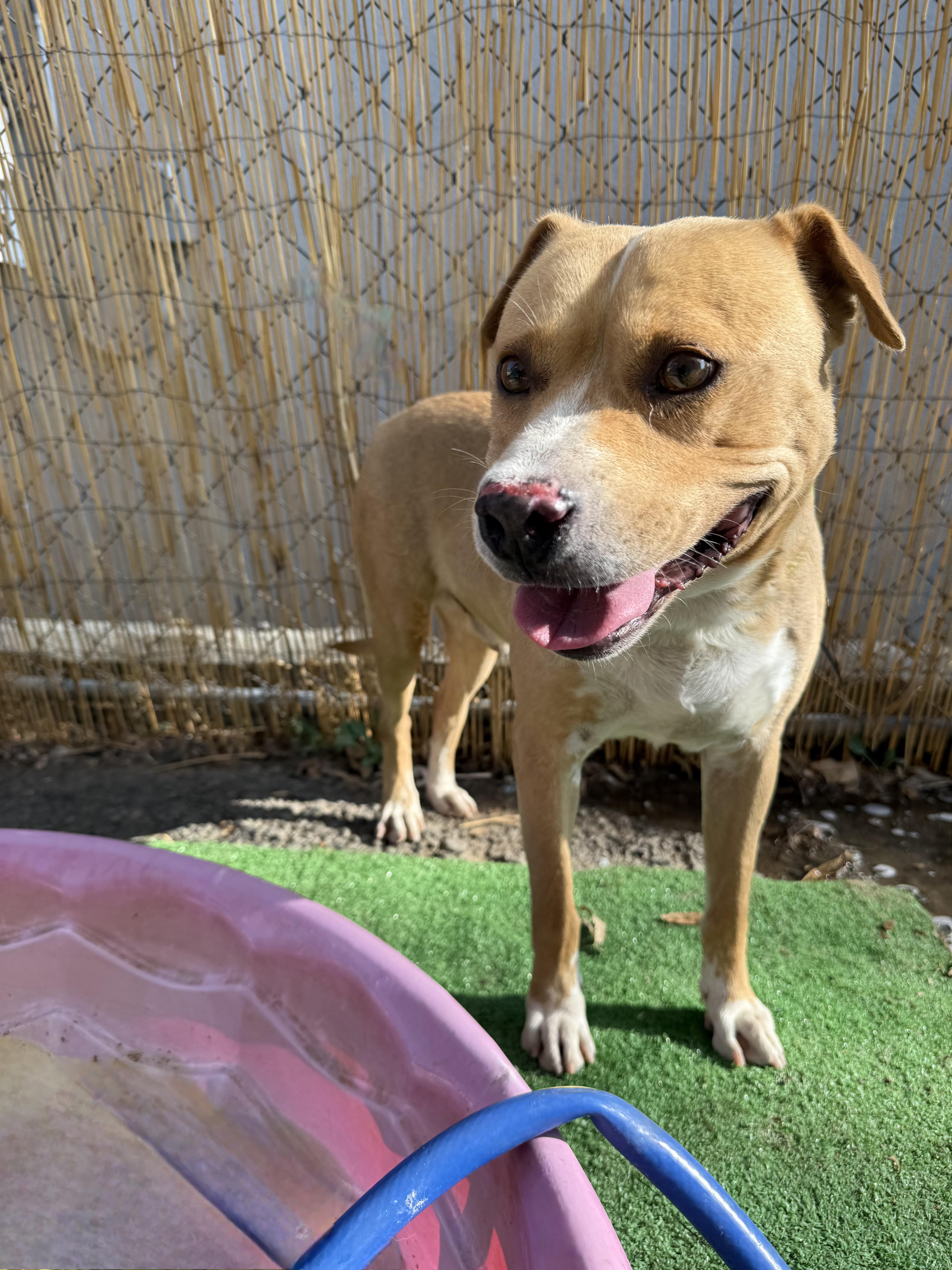 CODY, Adoptable, Adult Male Pit Bull Terrier.