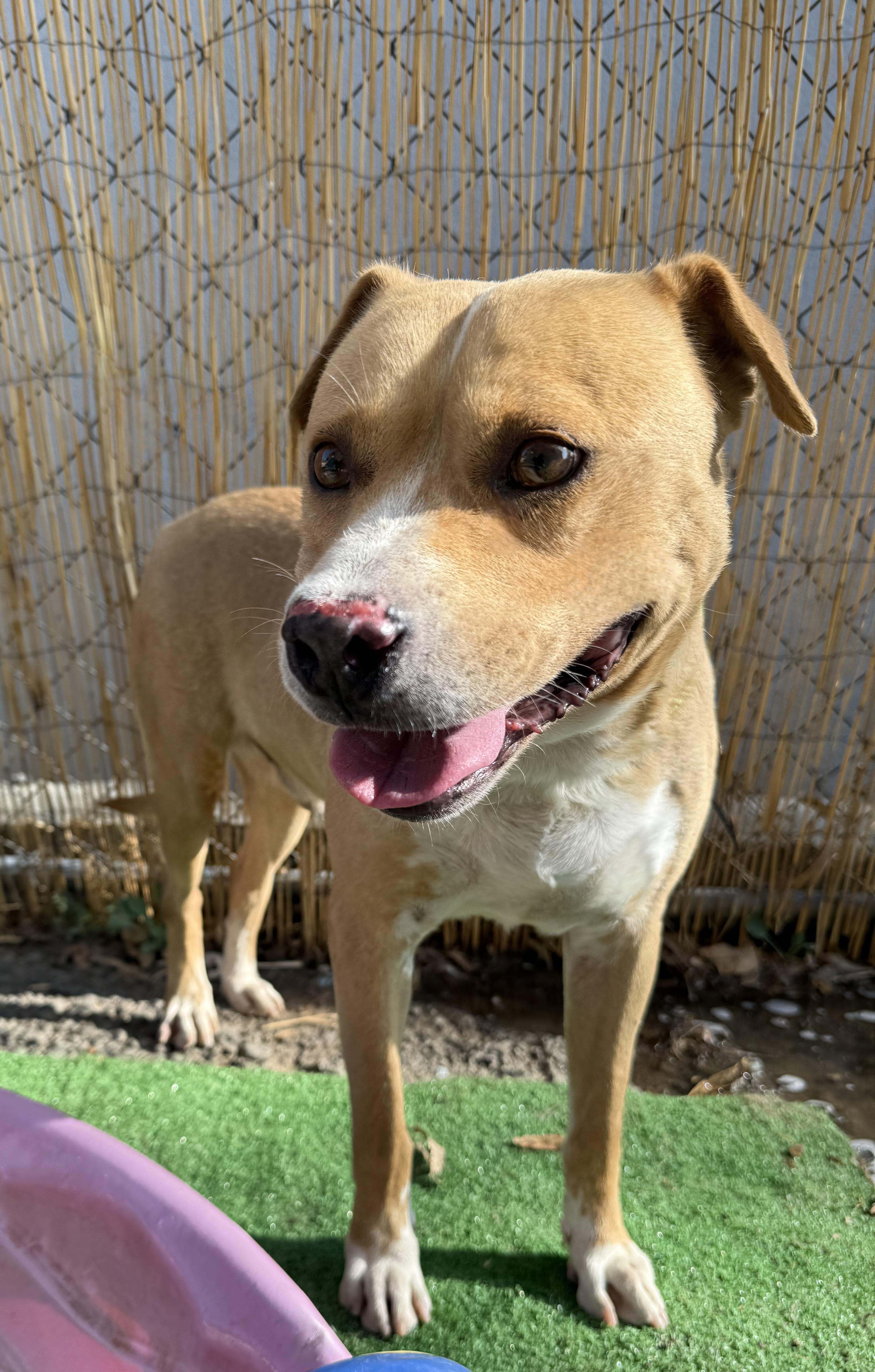 Enlarge CODY, a Adoptable mixed breed in Seattle , WA image 2/6