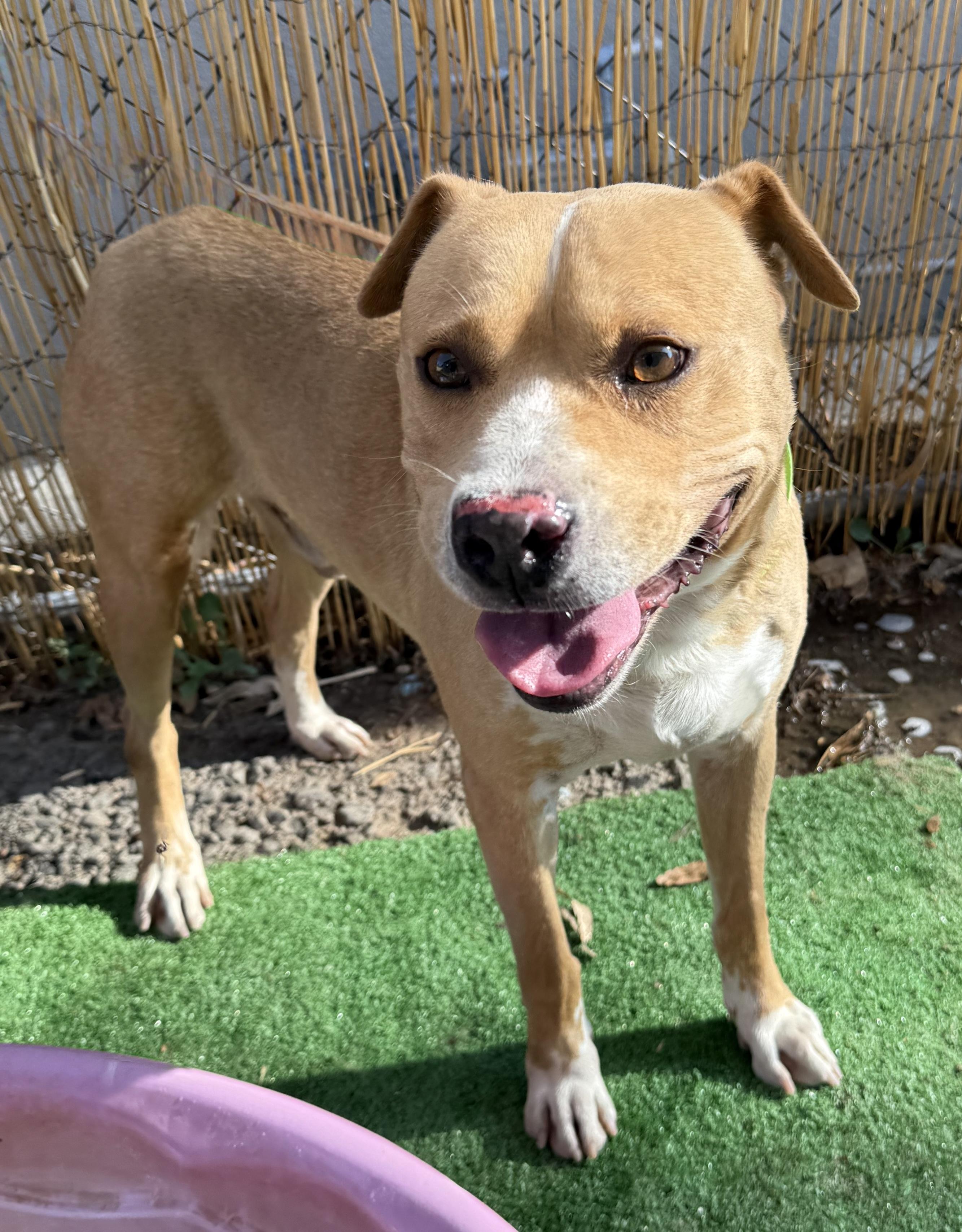 Enlarge CODY, a Adoptable mixed breed in Seattle , WA image 3/6