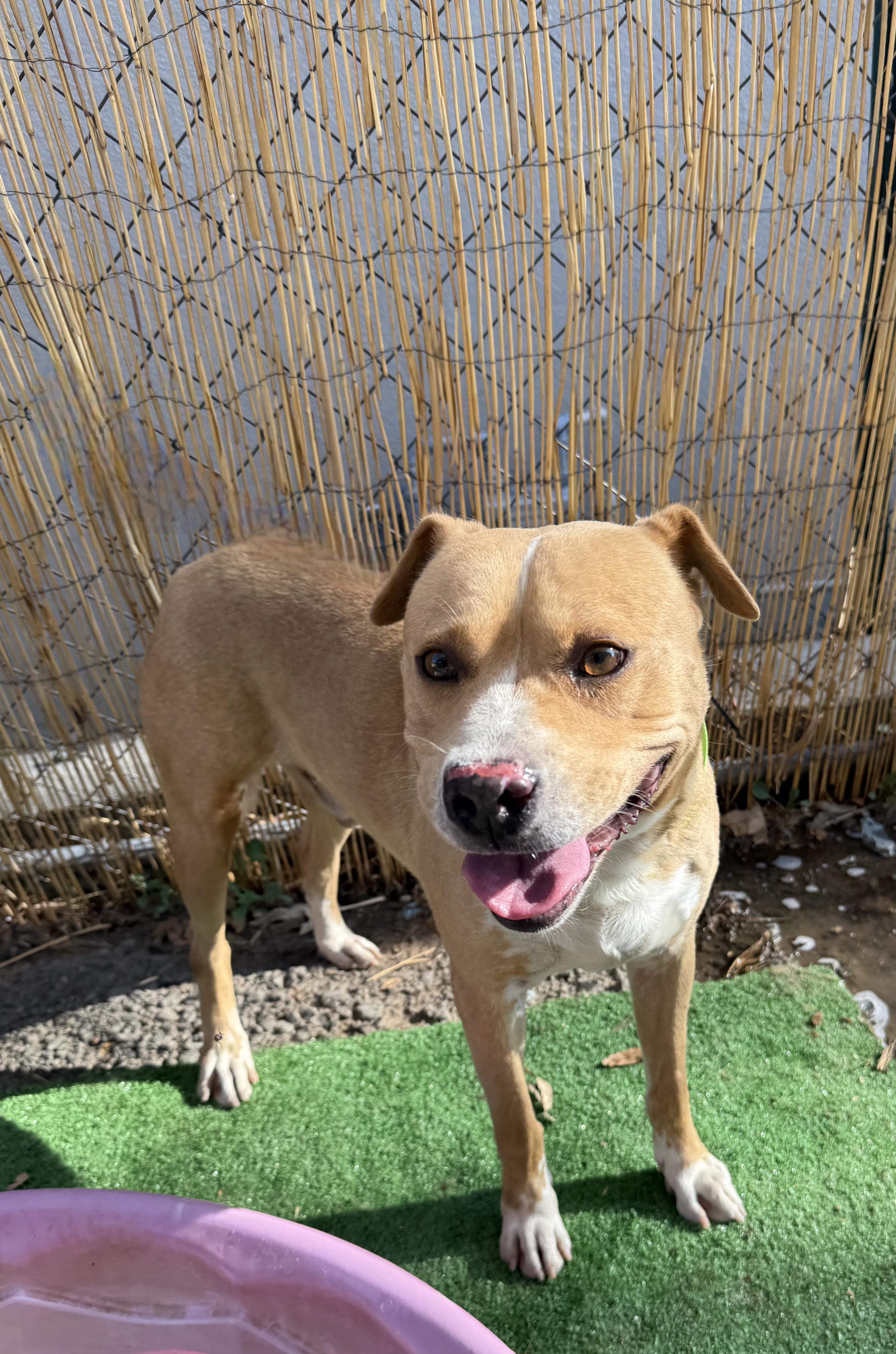 Enlarge CODY, a Adoptable mixed breed in Seattle , WA image 4/6