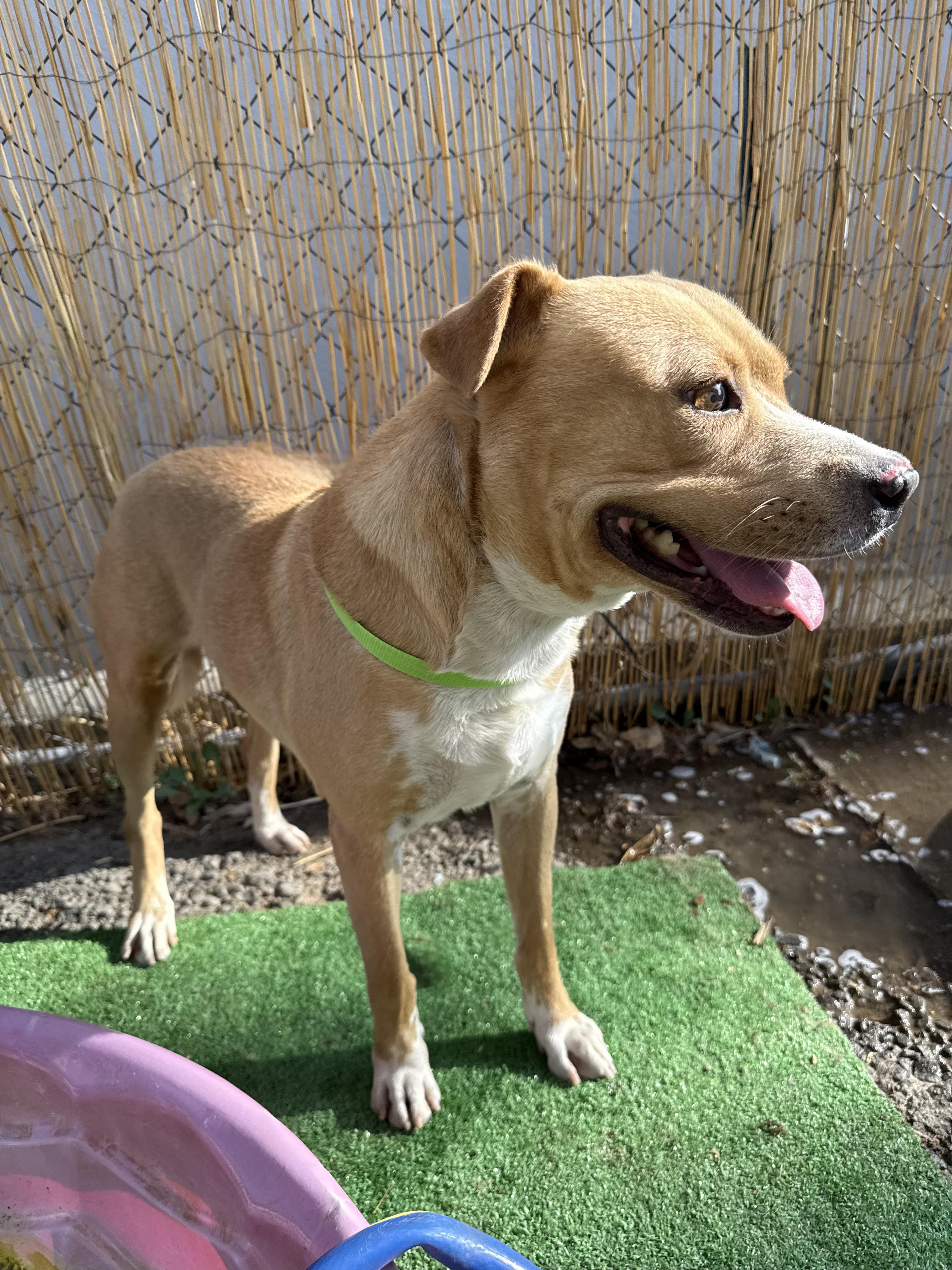 Enlarge CODY, a Adoptable mixed breed in Seattle , WA image 5/6