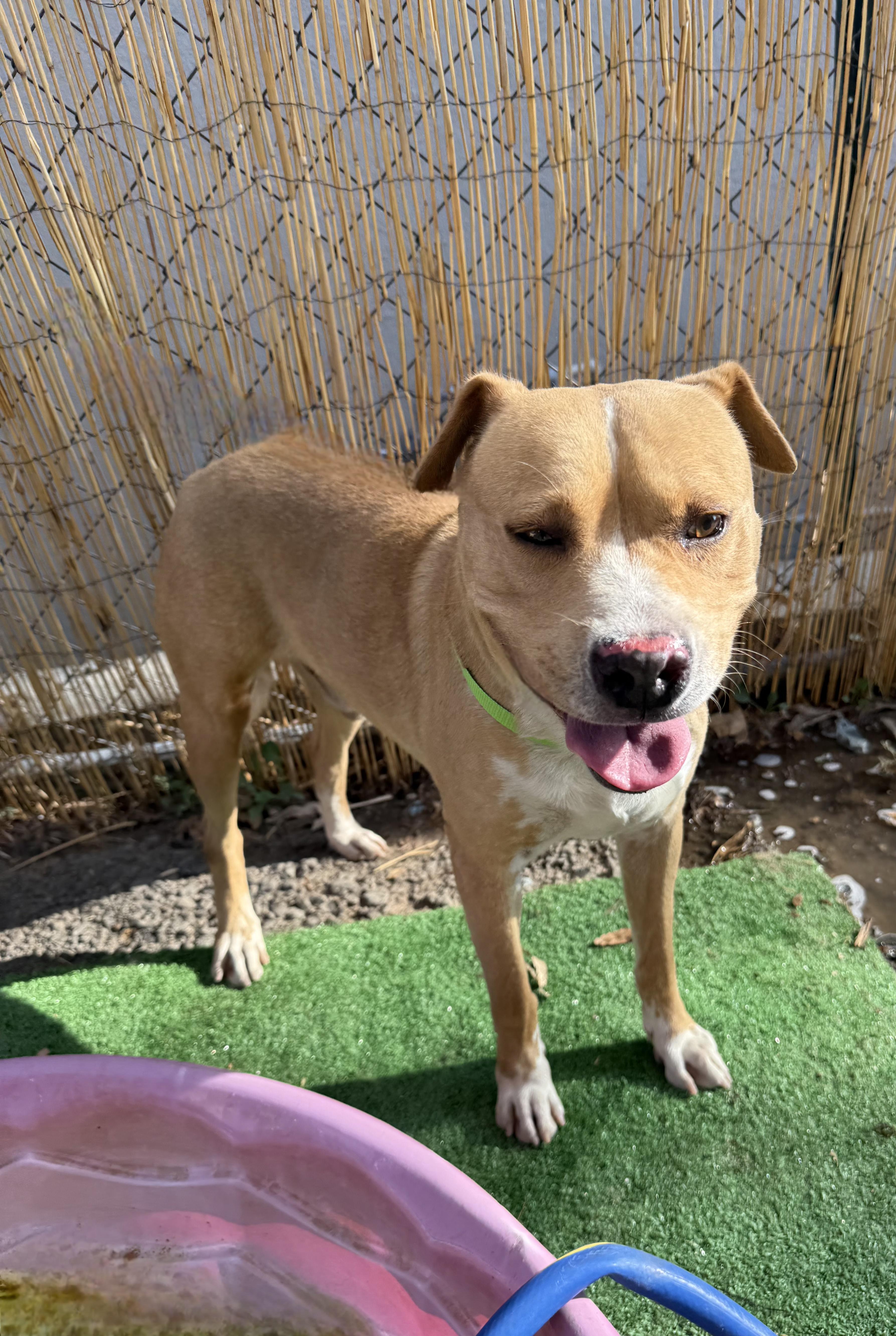 Enlarge CODY, a Adoptable mixed breed in Seattle , WA image 6/6