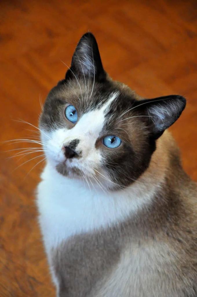 Enlarge Kitty Snowshoe, a Adoptable mixed breed in Ogden, UT image 1/2