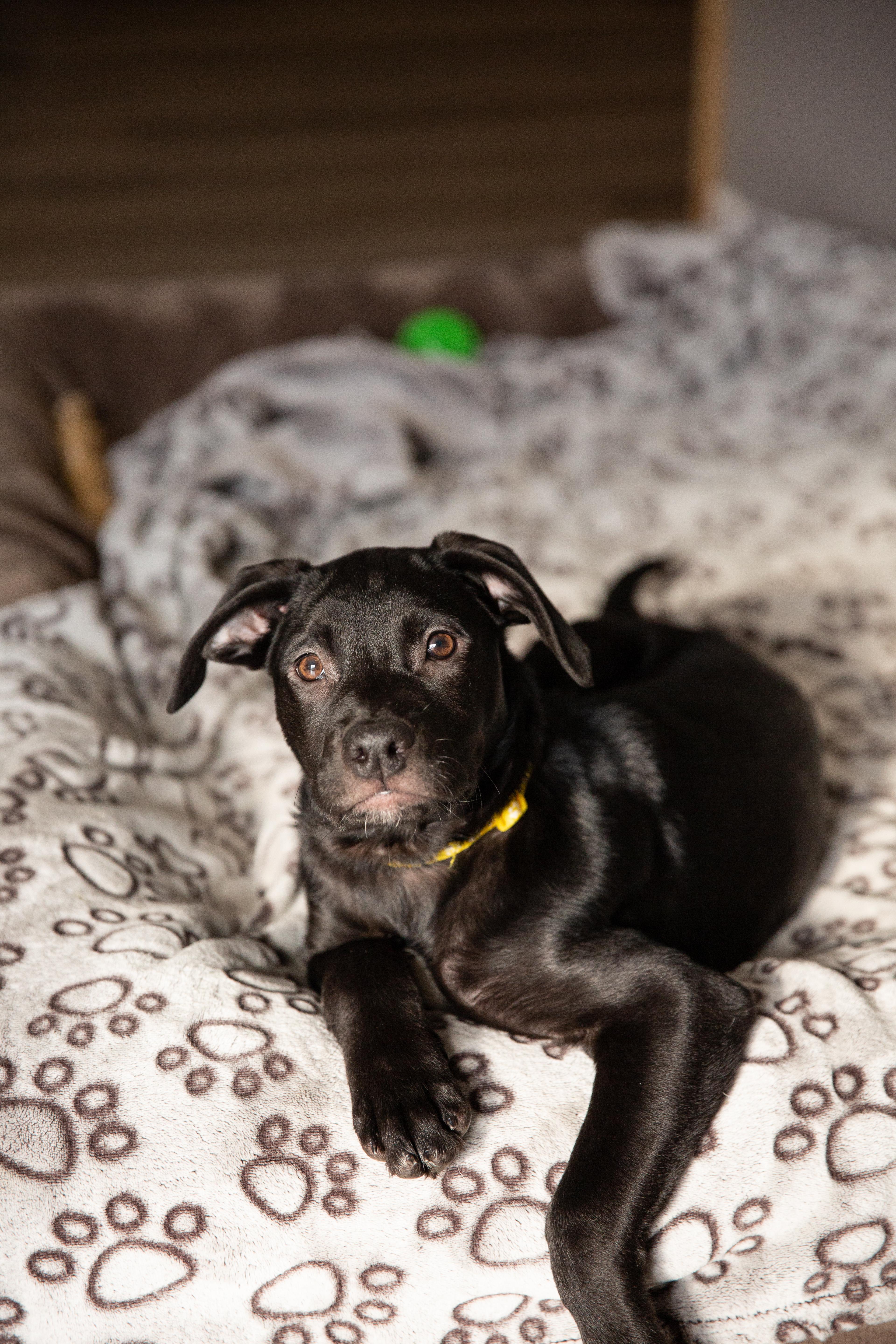 Lucy, a Adopted mixed breed in Chesterville, ON image 2/3