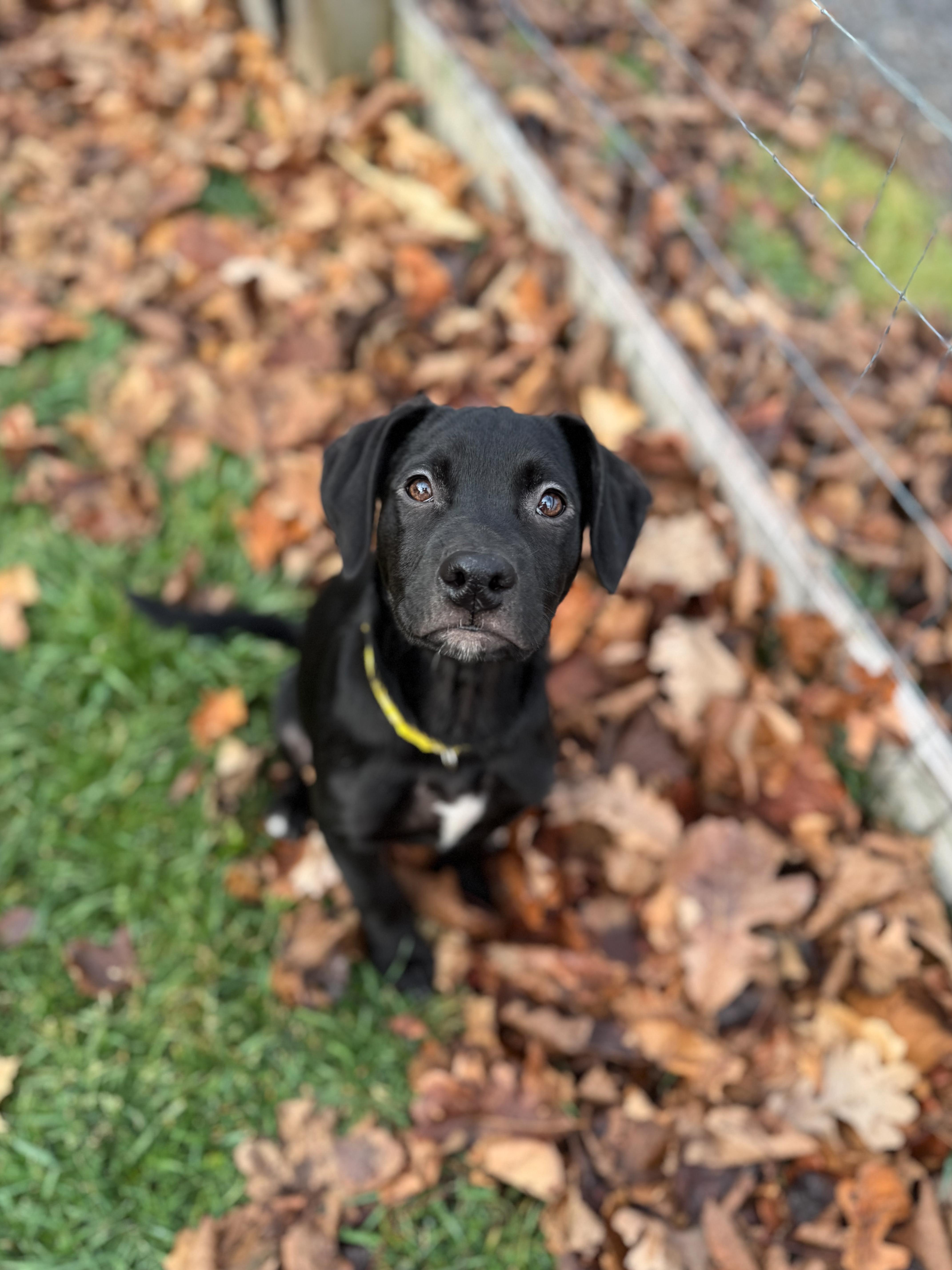 Lucy, a Adopted mixed breed in Chesterville, ON image 3/3