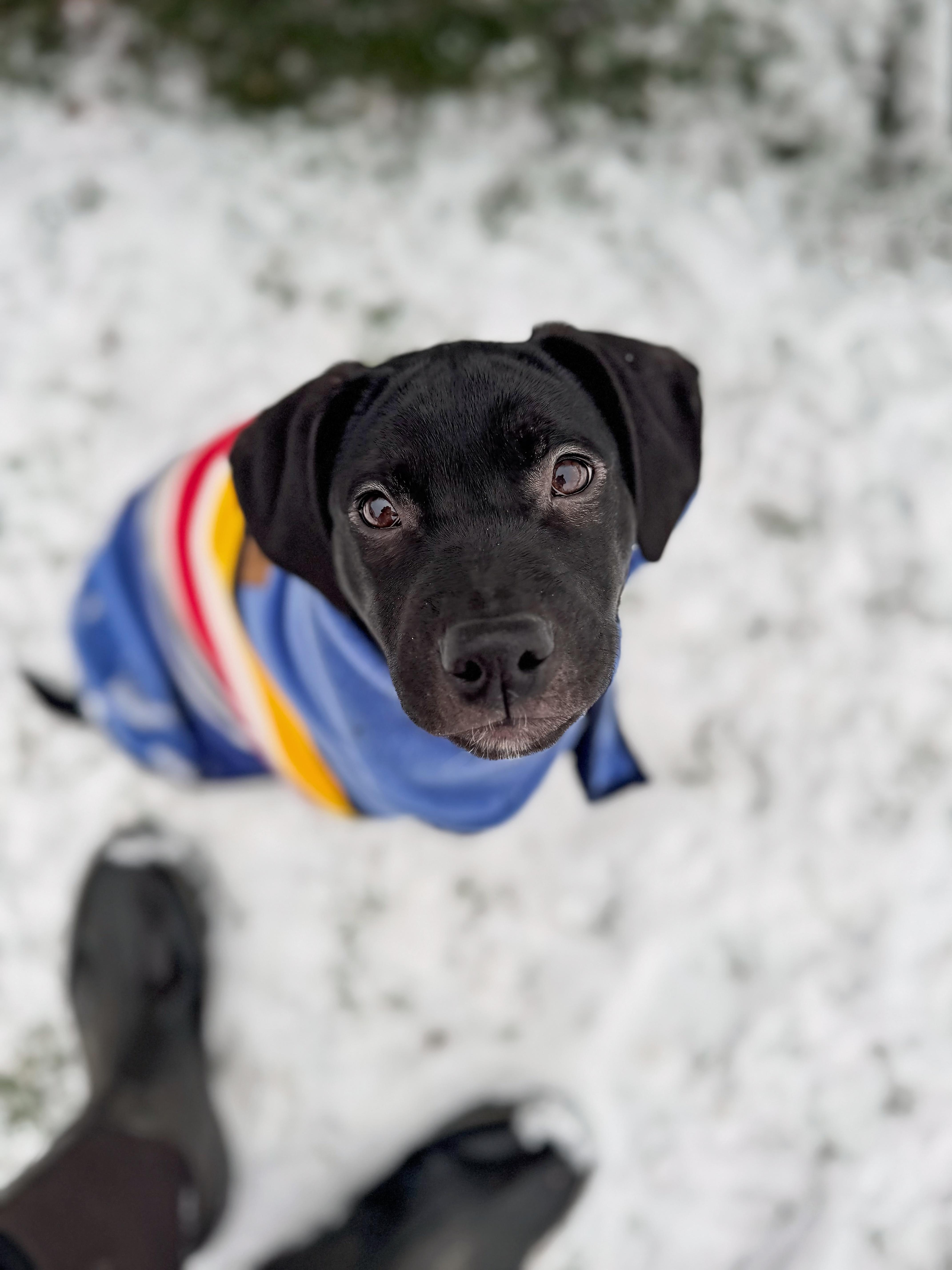 Lucy, Adopted, Puppy Female Labrador Retriever & American Bully.