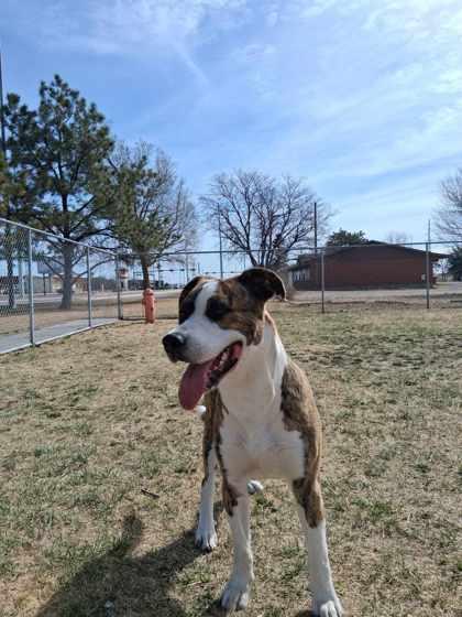 Enlarge Rocky, a Adoptable mixed breed in Scottsbluff, NE image 2/3