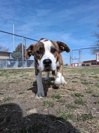 Enlarge Rocky, a Adoptable mixed breed in Scottsbluff, NE image 3/3